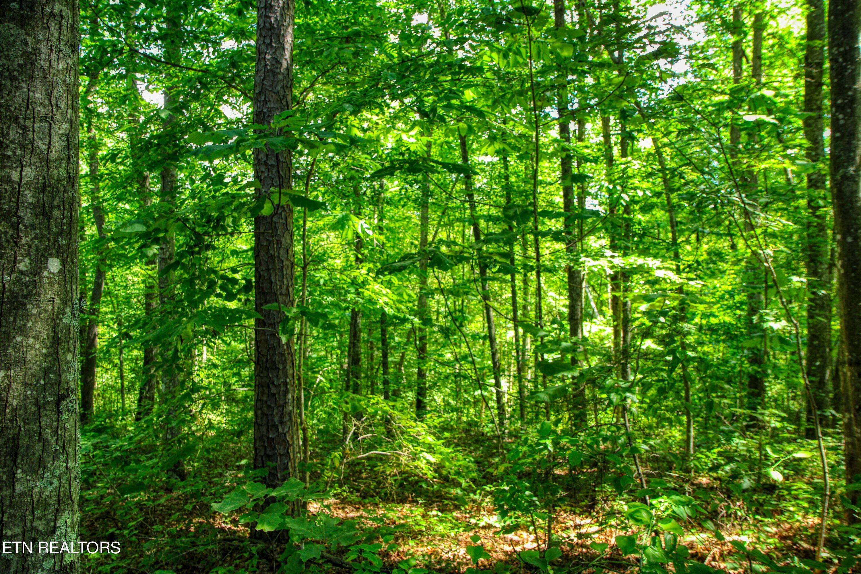 Jamestown, TN 38556,lot 56 Grandview WAY