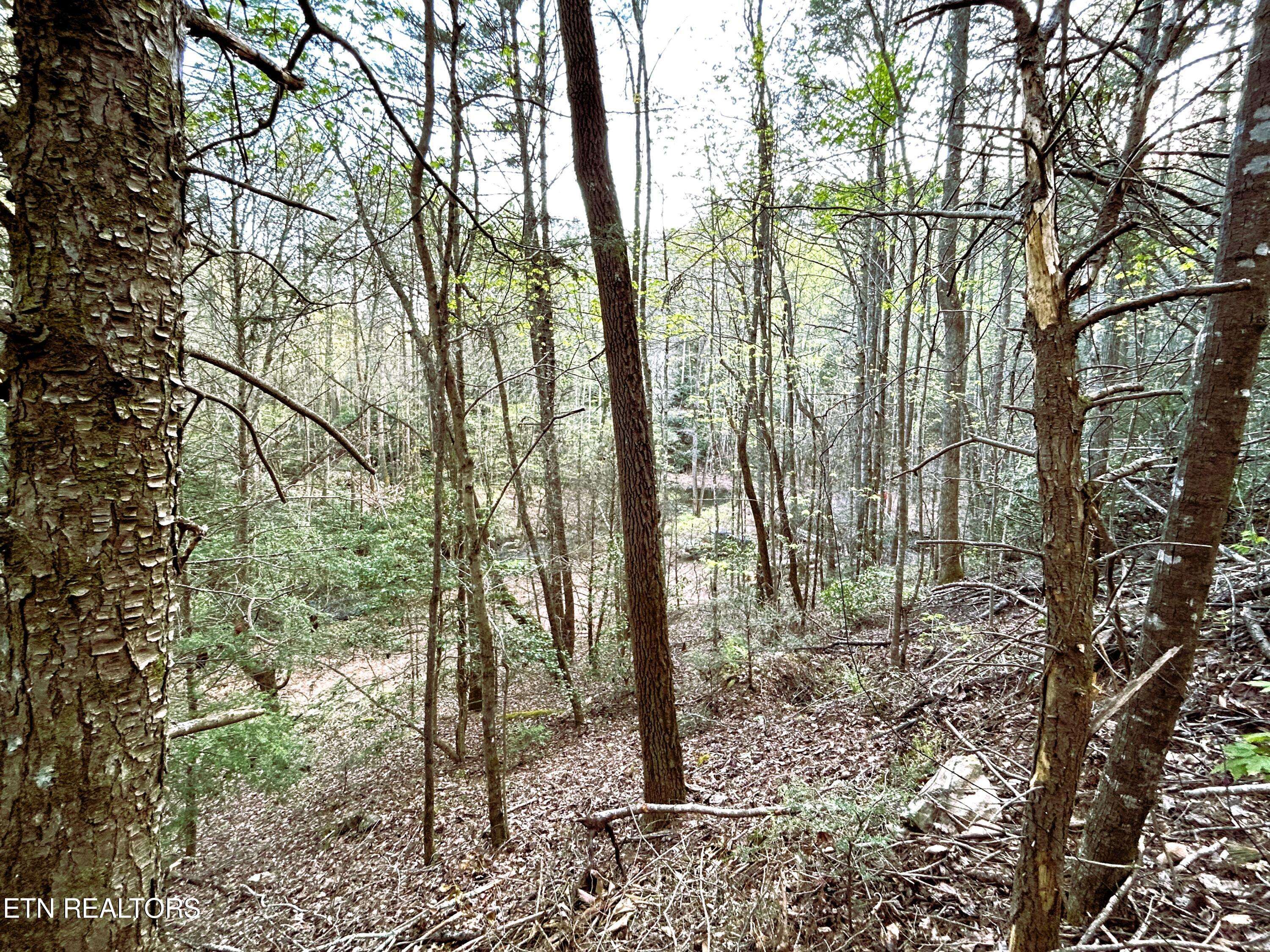 Tellico Plains, TN 37385,40 acres Ivy Trail