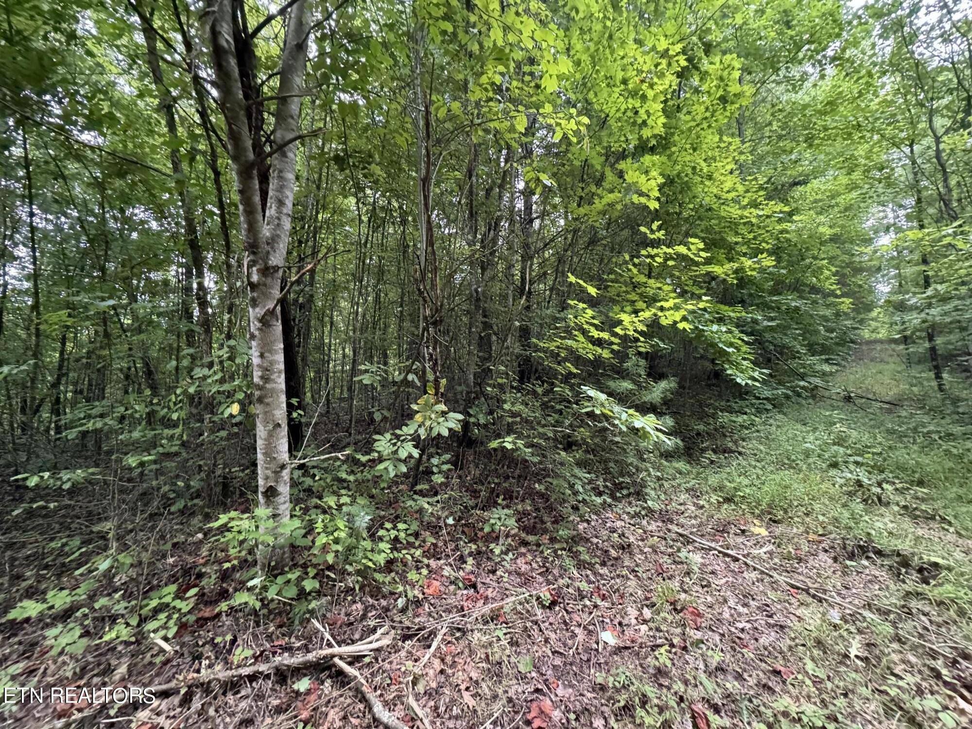 Oneida, TN 37841,LOT 5, Elk Creek Tr