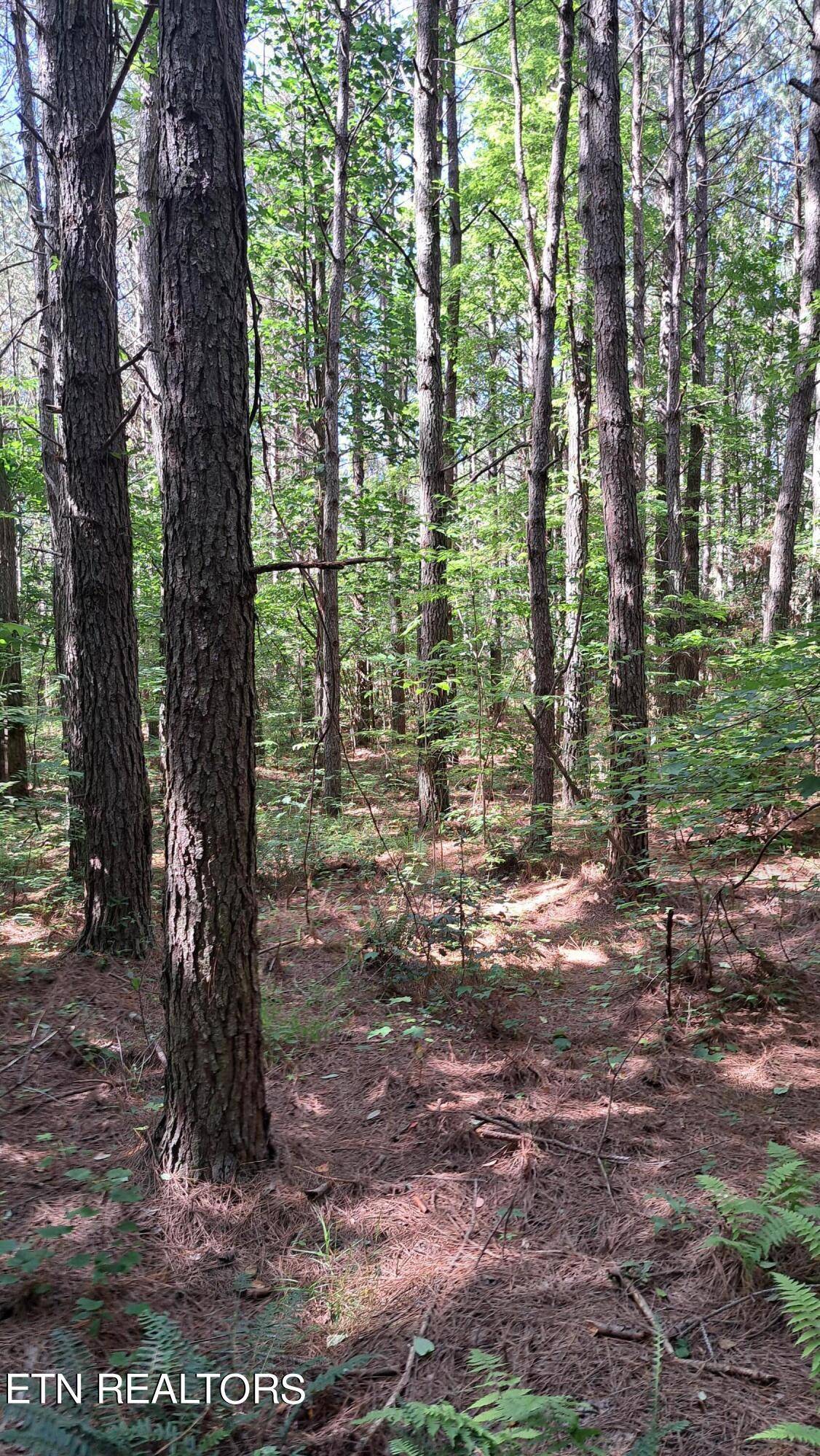 Rockwood, TN 37854,Airport Rd - Lot 13 (PCA)