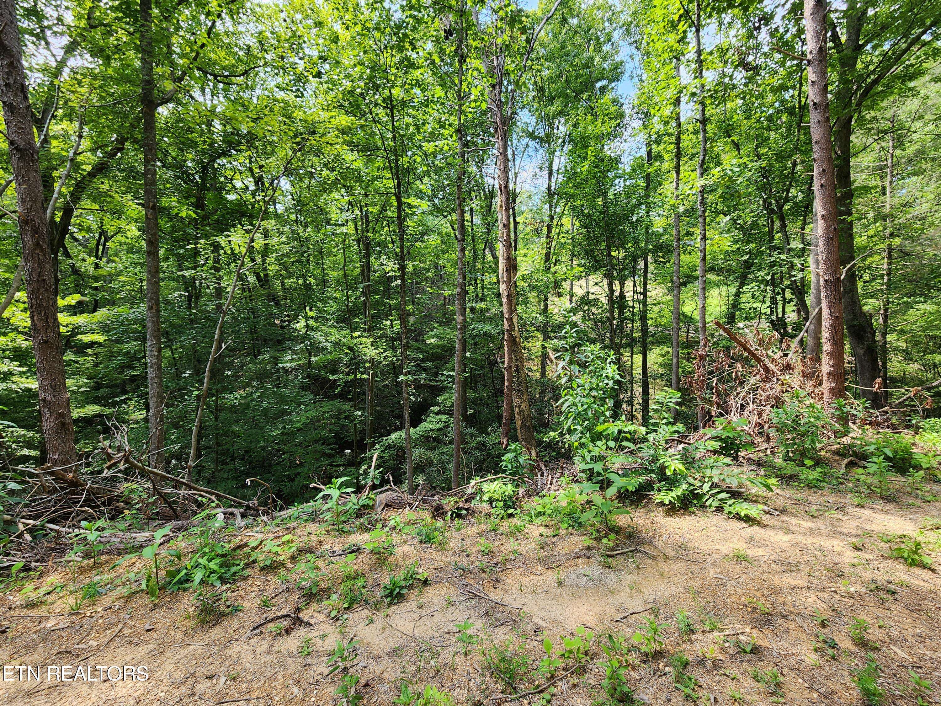 Sevierville, TN 37876,Lot 31 Birch Dr