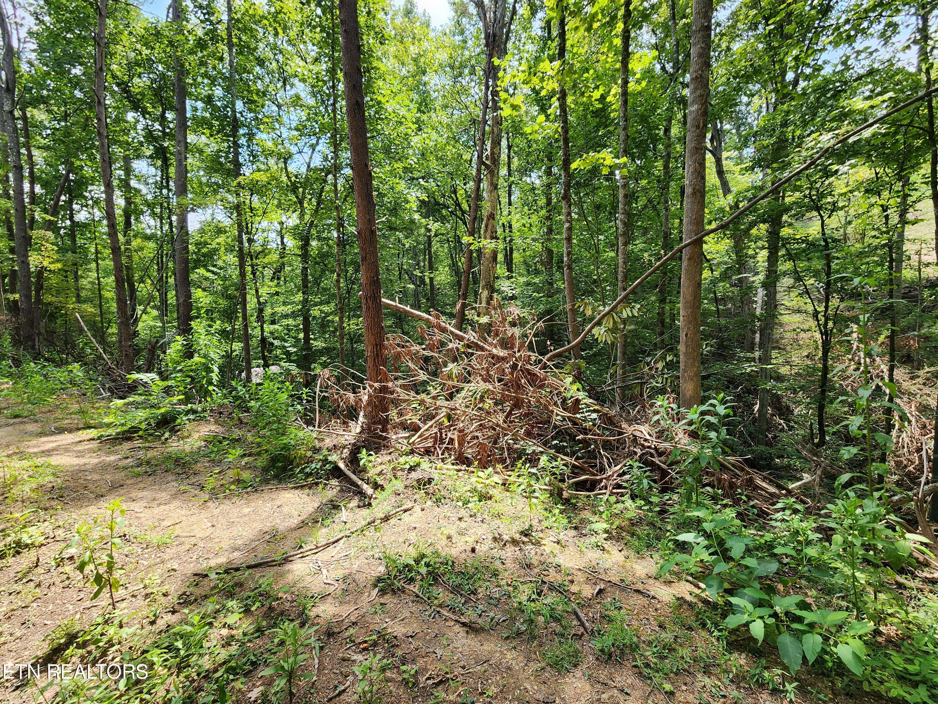 Sevierville, TN 37876,Lot 31 Birch Dr