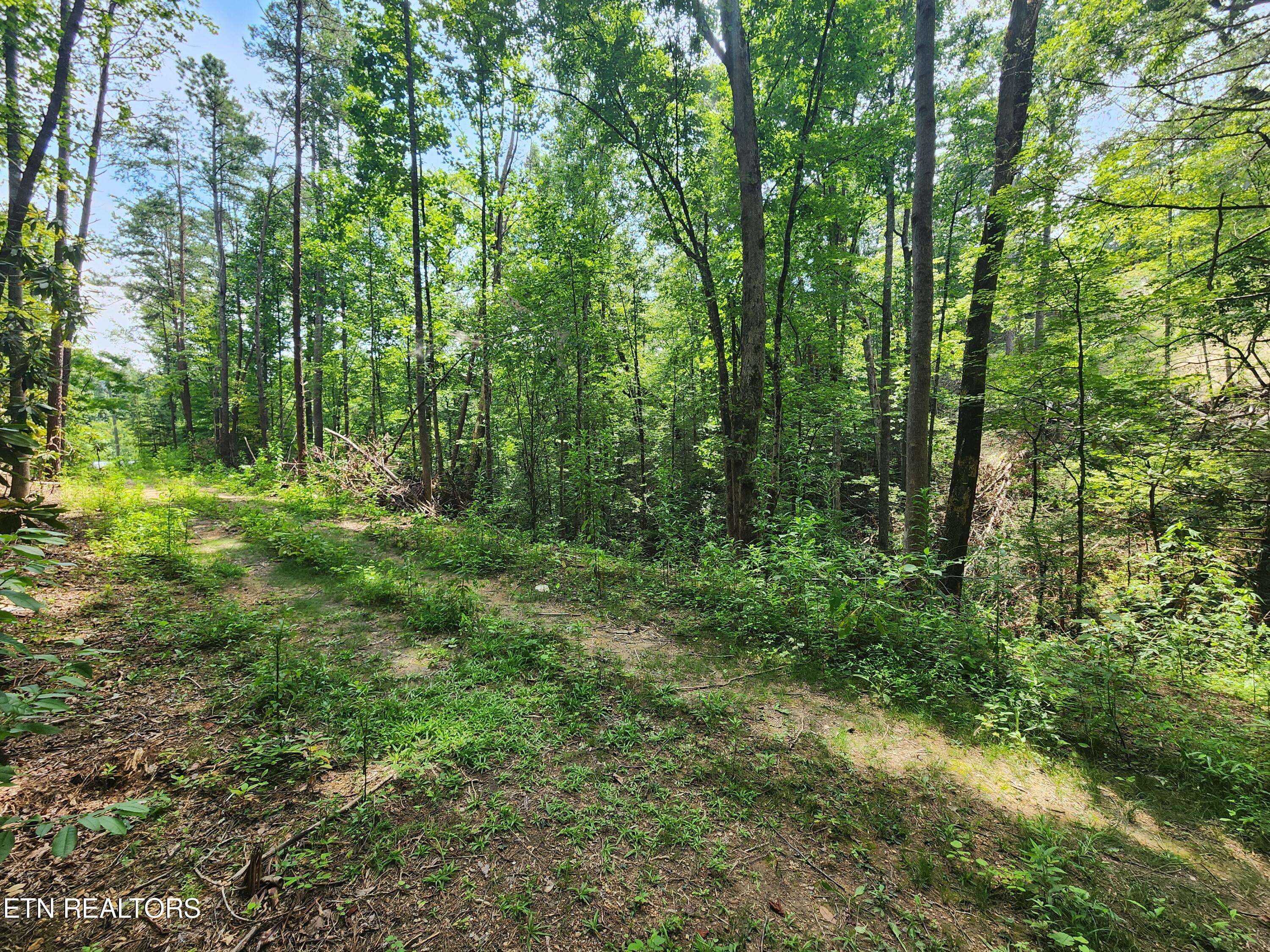 Sevierville, TN 37876,Lot 31 Birch Dr