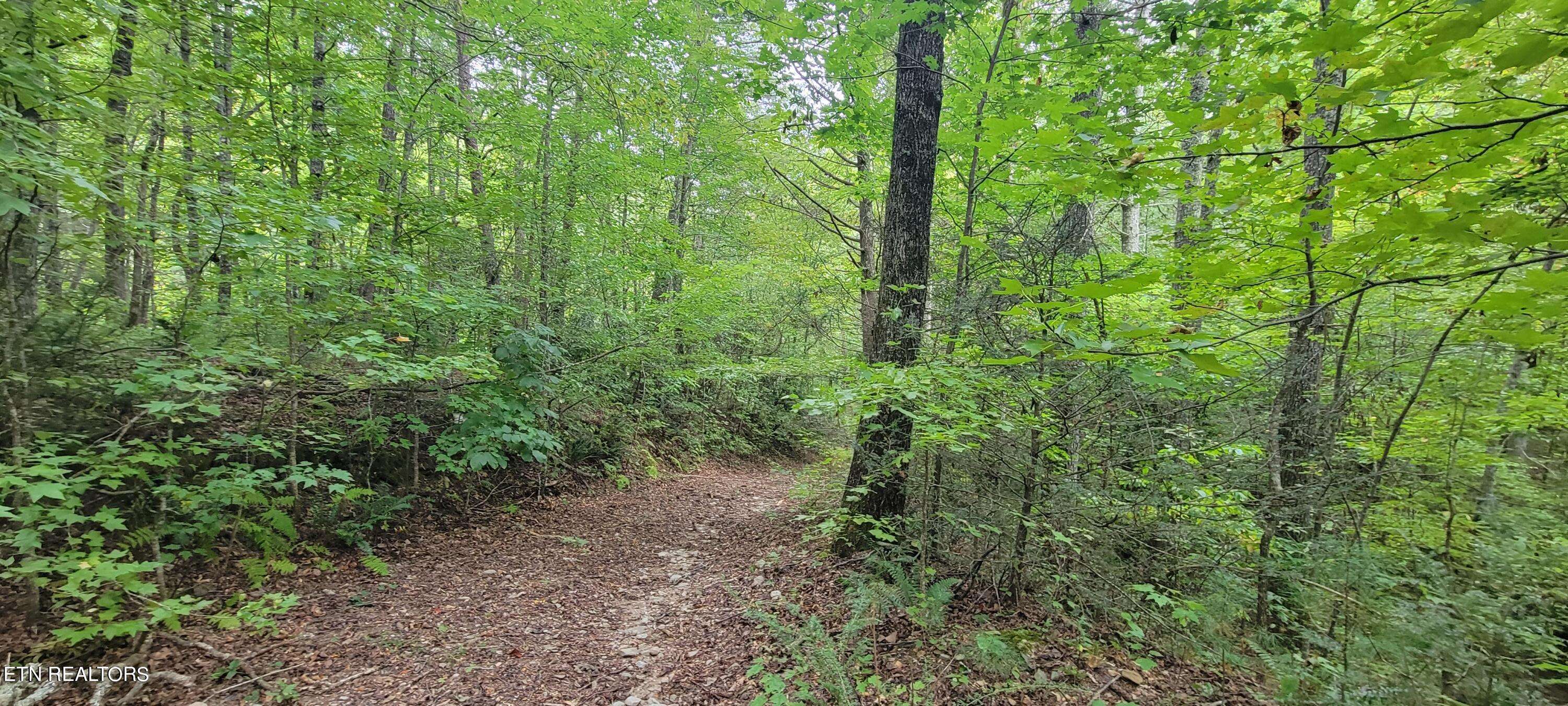 Tellico Plains, TN 37385,Bailey Rd