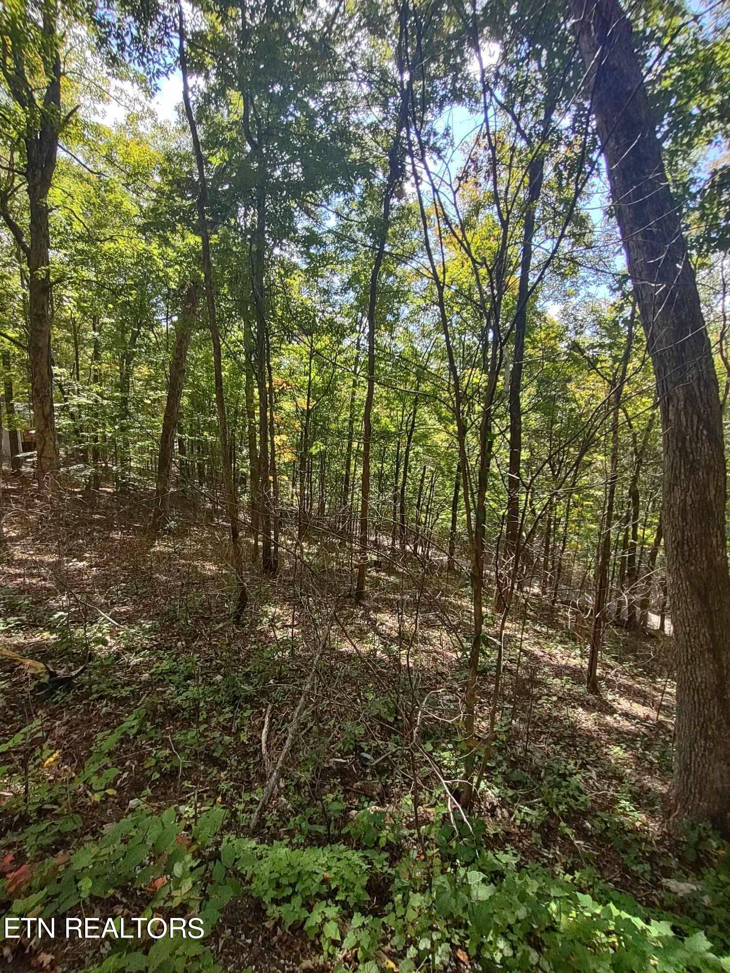 Speedwell, TN 37870,Hueston Wood LN