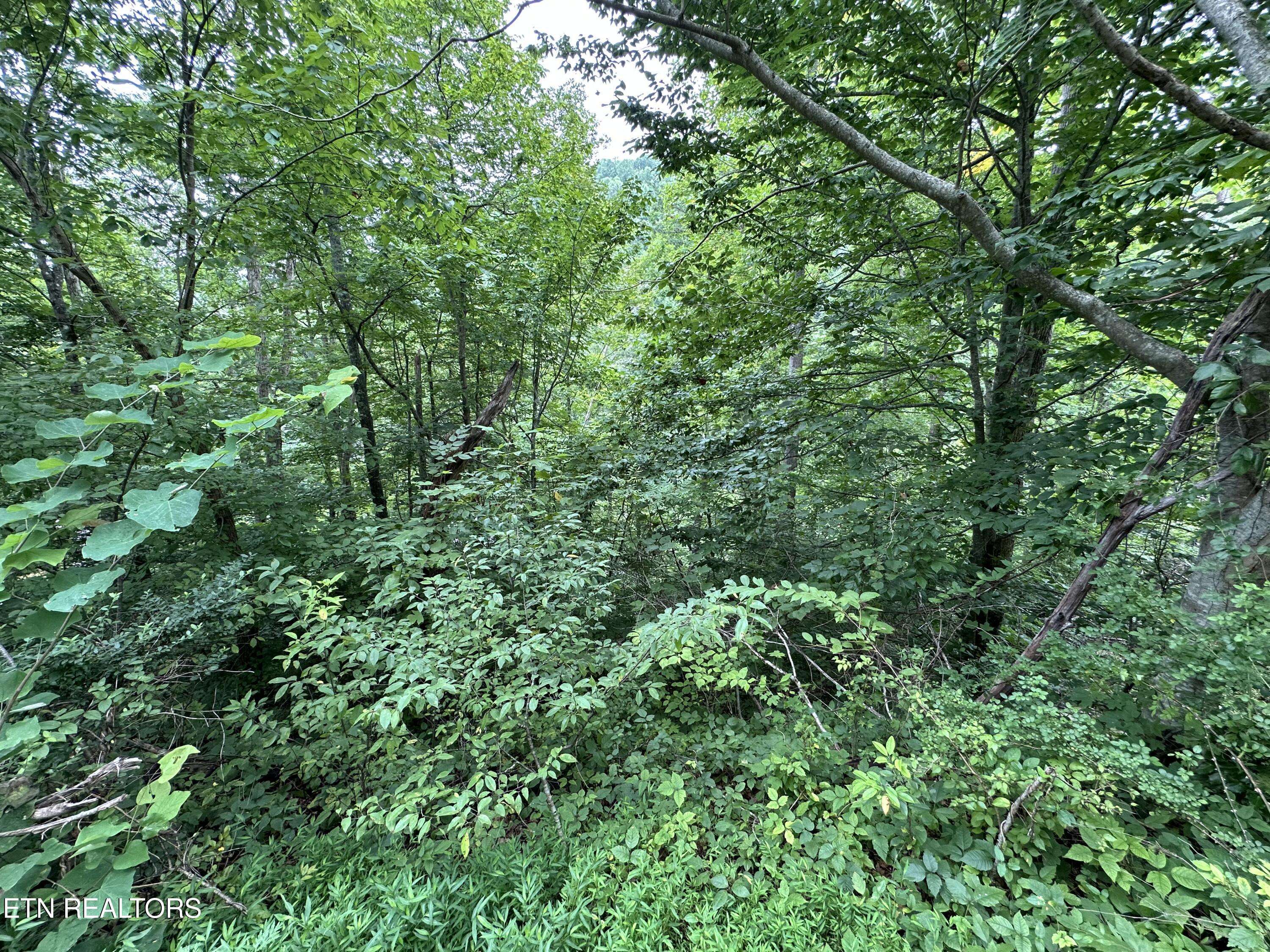 Caryville, TN 37714,lot 22 Ridge Rd