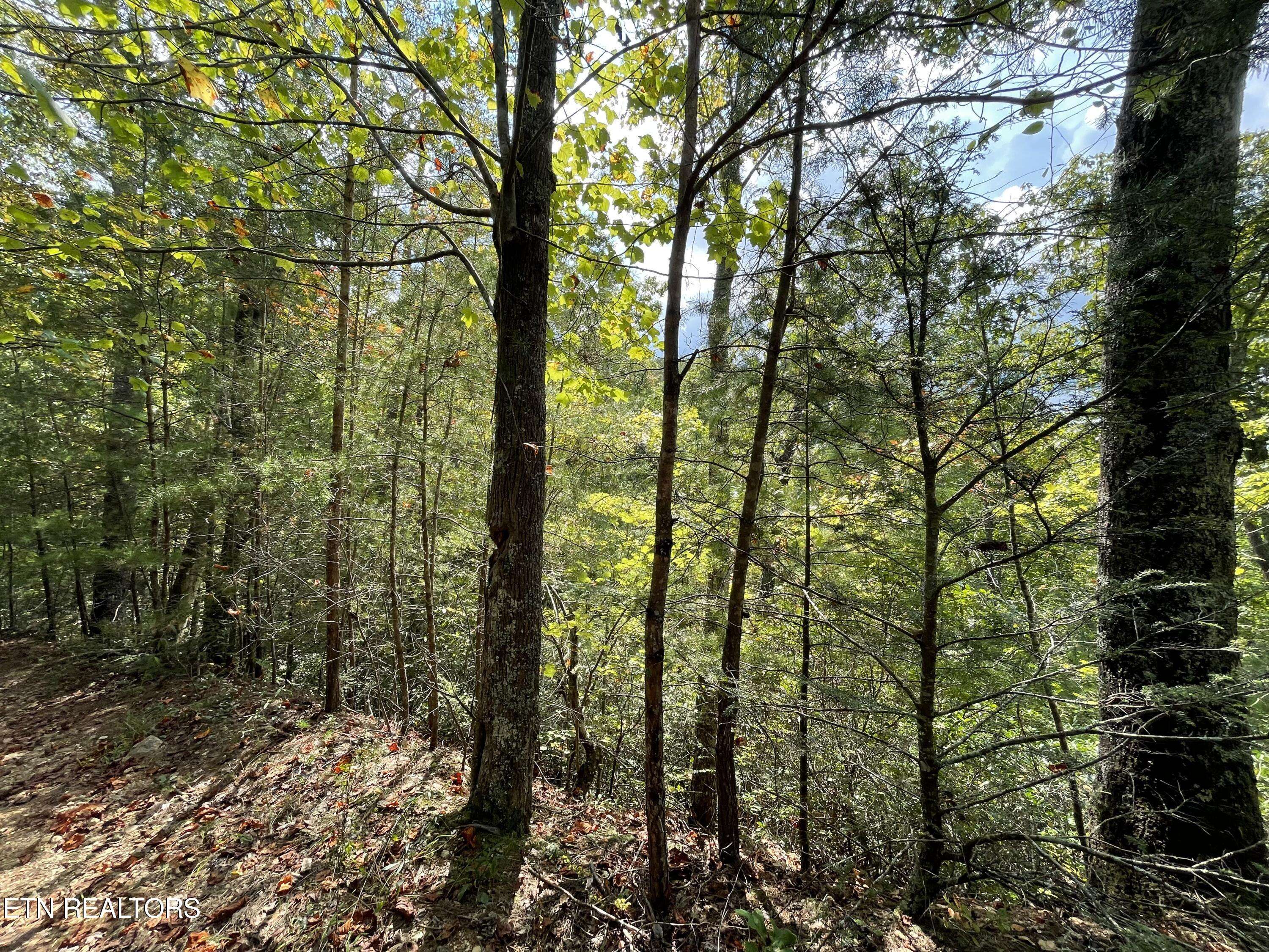 Tellico Plains, TN 37385,Lot16 Steer Creek Rd