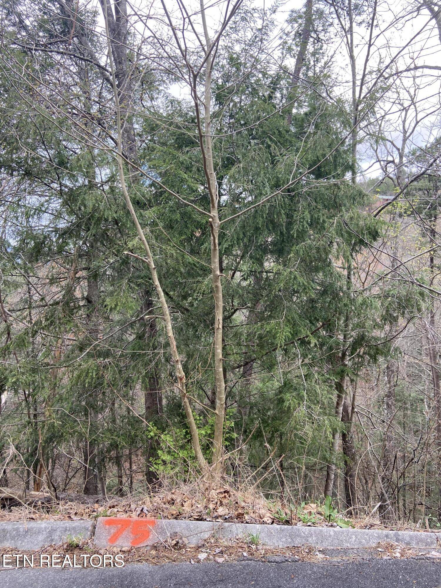 Sevierville, TN 37862,Lot 75 Smoky Ridge Way