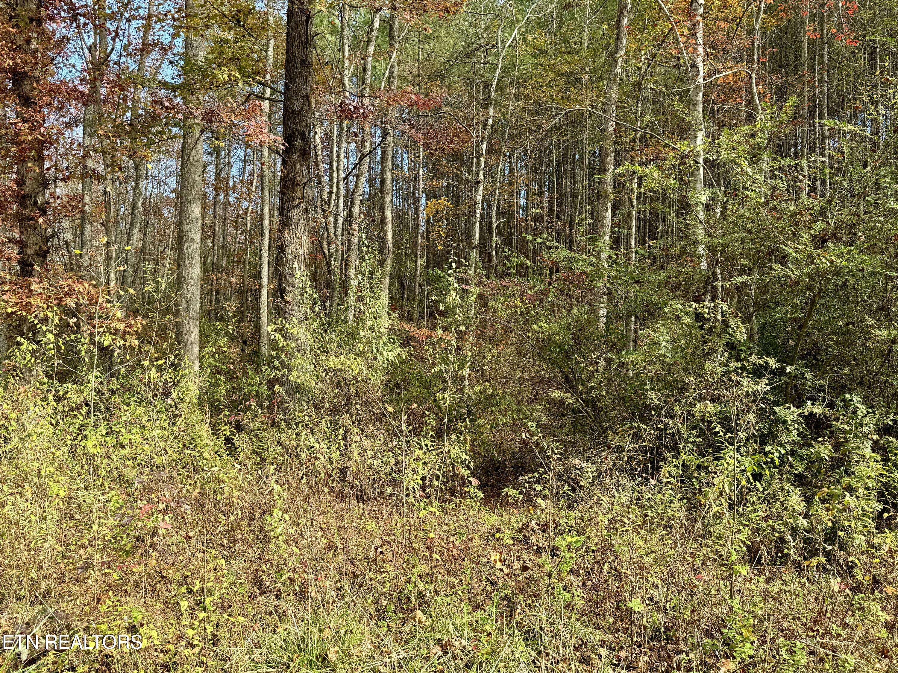 Rockwood, TN 37854,Lower Rockwood Rd Lot 15