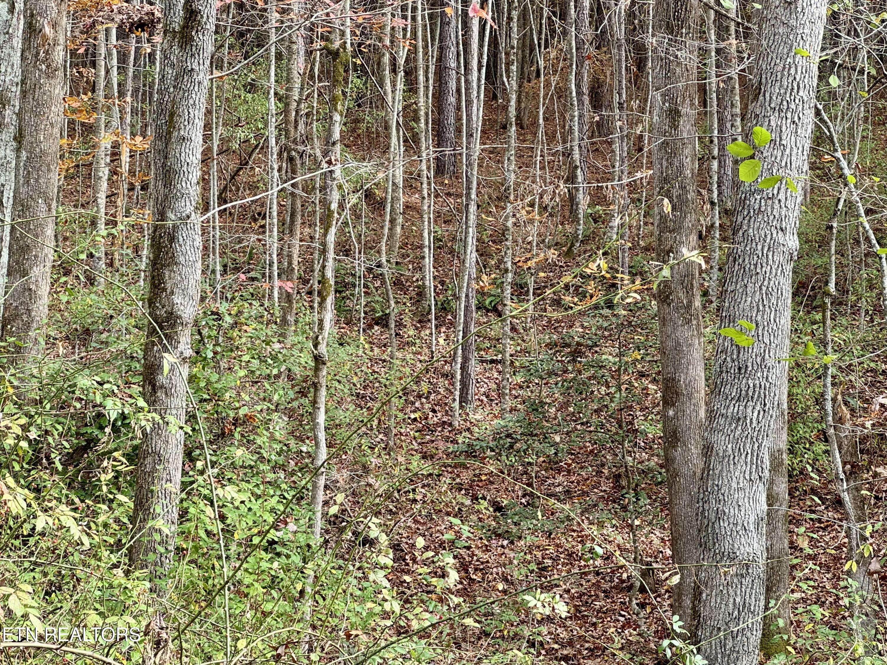 Rockwood, TN 37854,Lower Rockwood Rd Lot 18