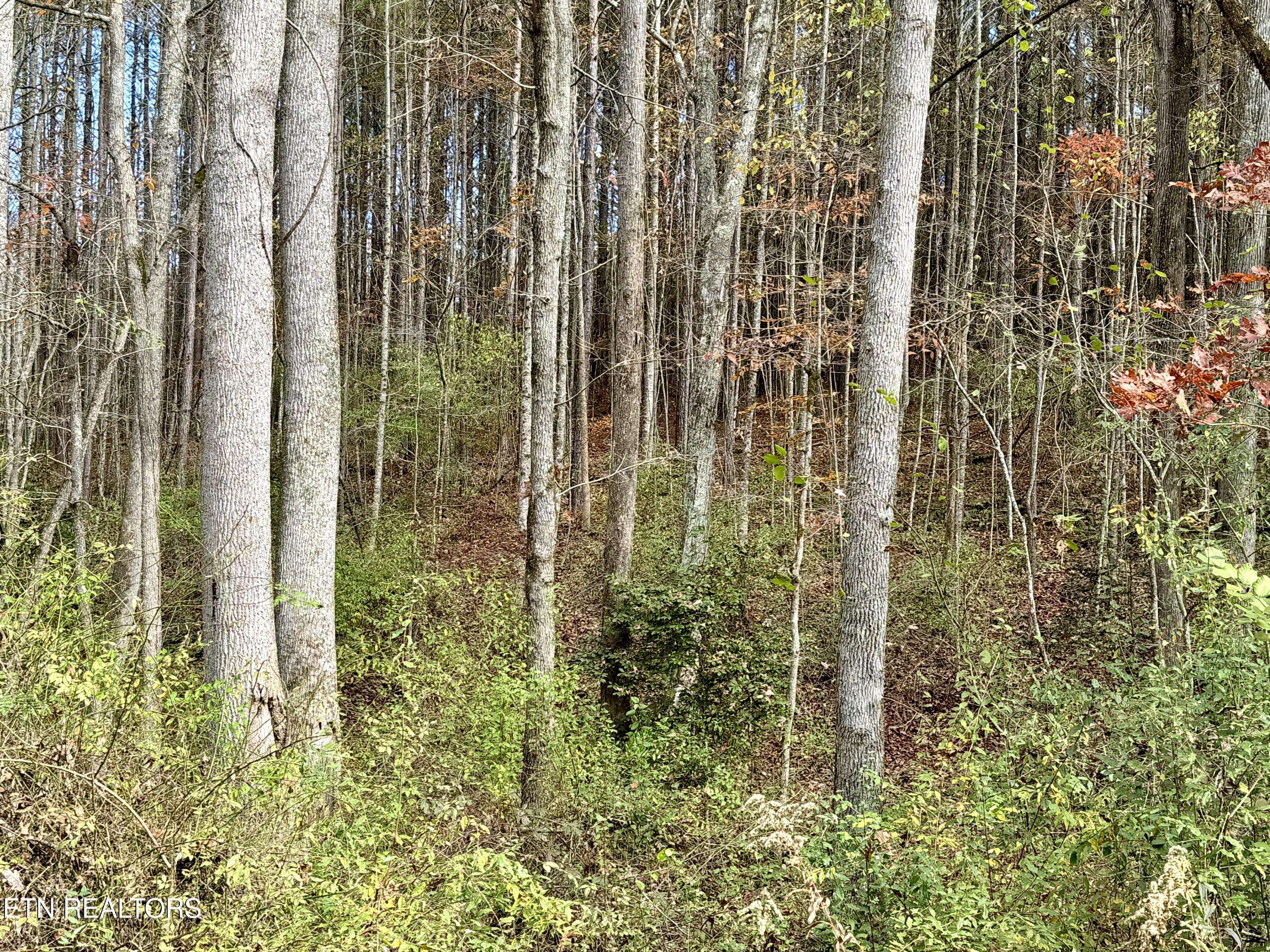 Rockwood, TN 37854,Lower Rockwood Rd Lot 18