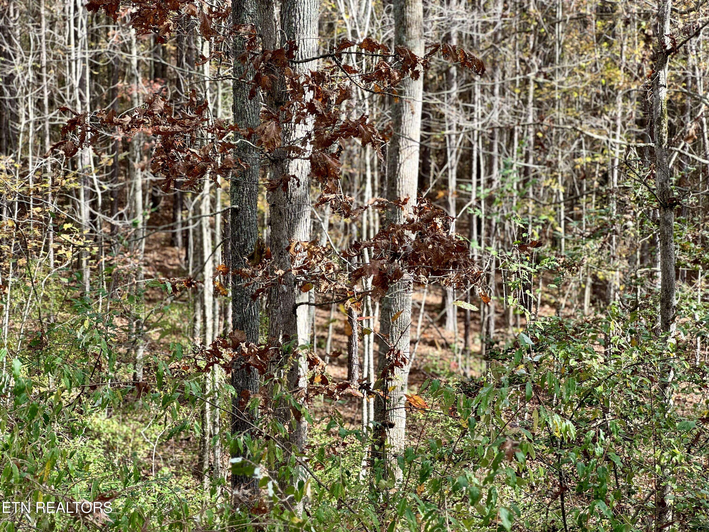 Rockwood, TN 37854,Lower Rockwood Rd Lot 18