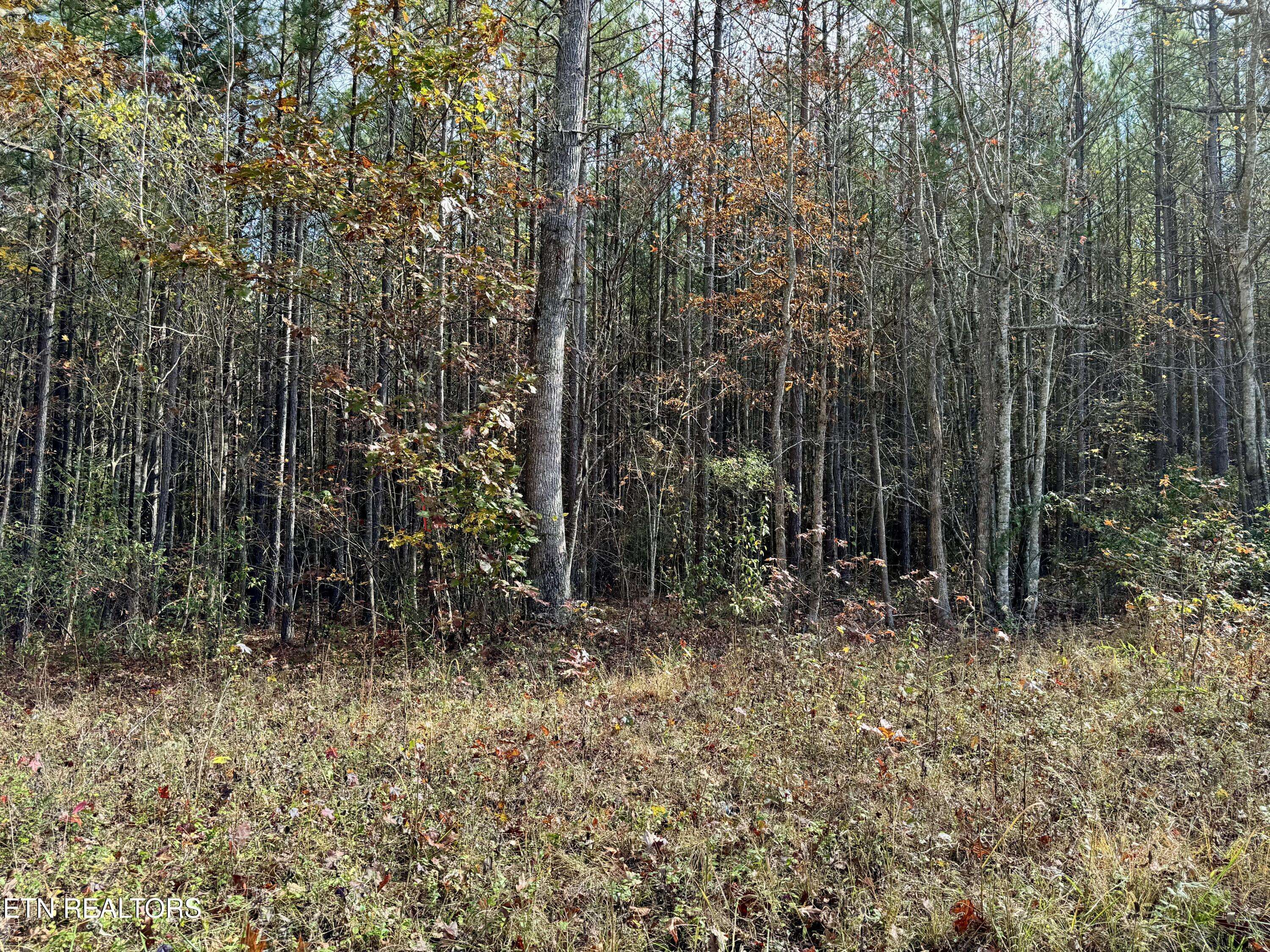 Rockwood, TN 37854,Lower Rockwood Rd Lot 20