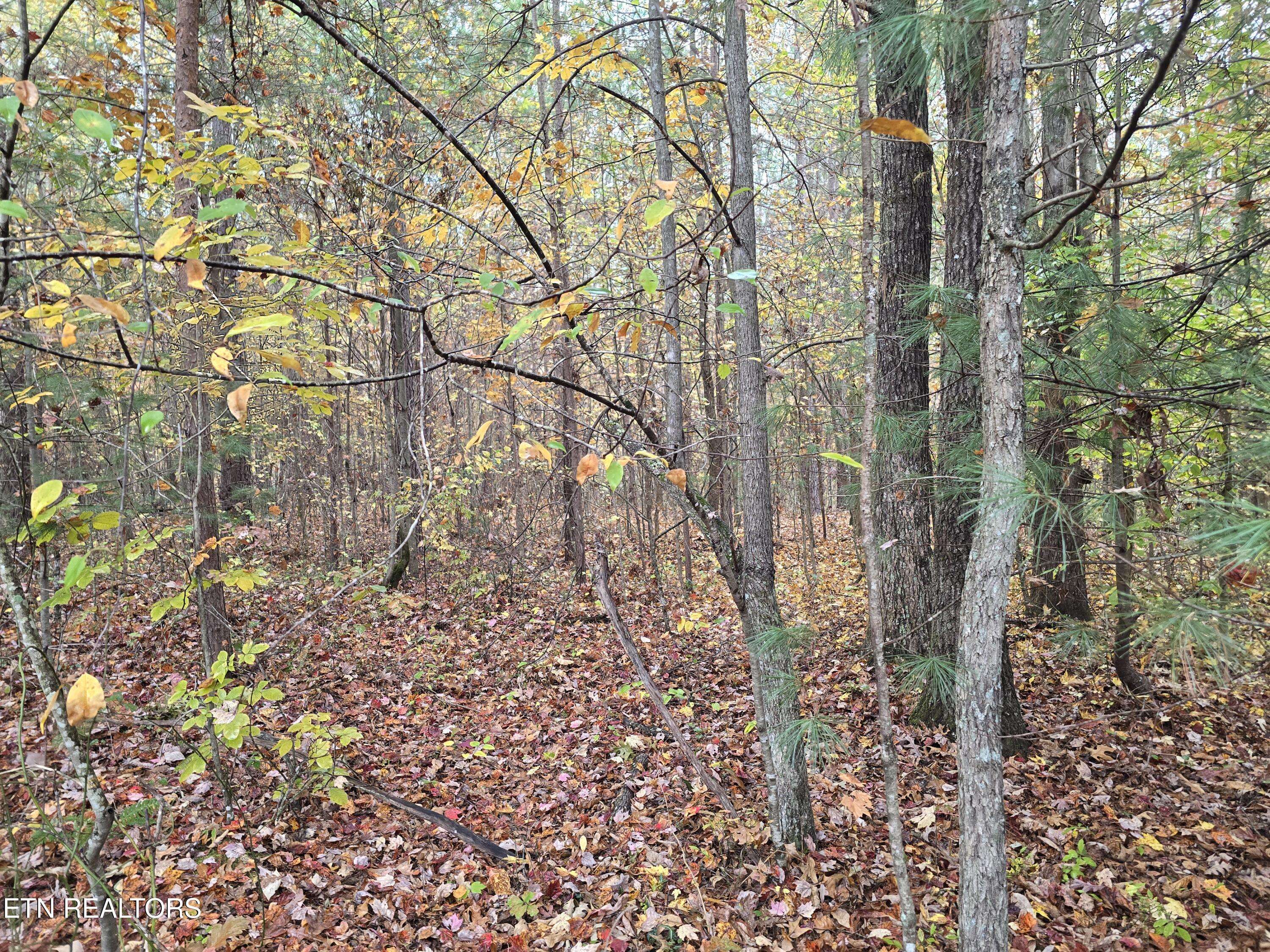 Robbins, TN 37852,Lot 1 Robbins Rd