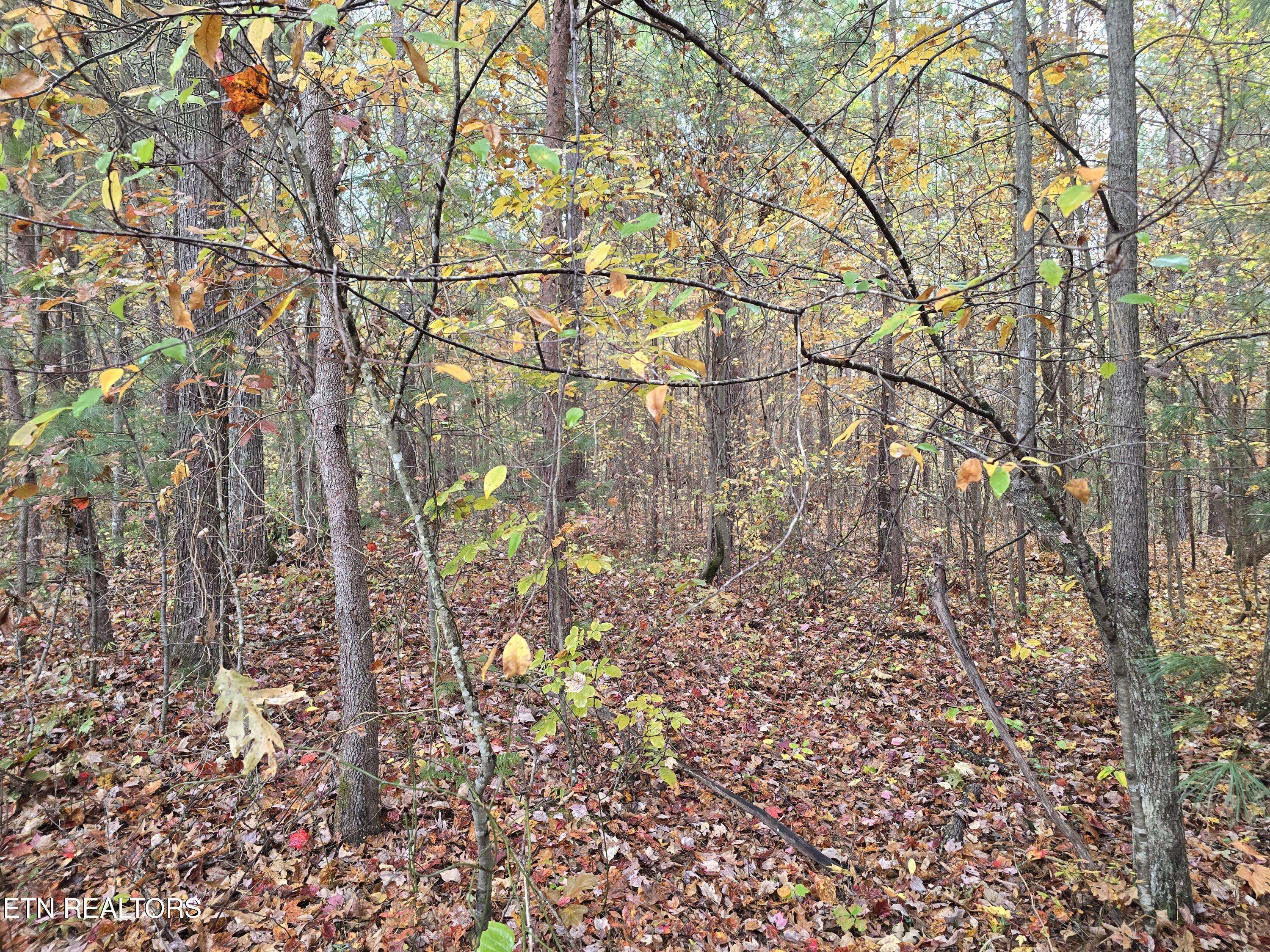 Robbins, TN 37852,Lot 1 Robbins Rd