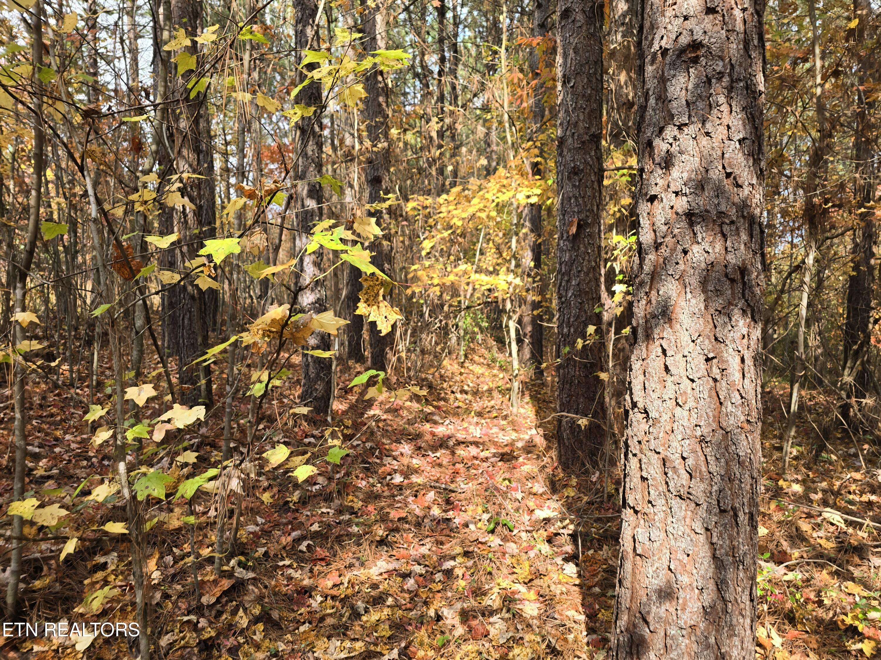 Robbins, TN 37852,Lot 2 Robbins Rd