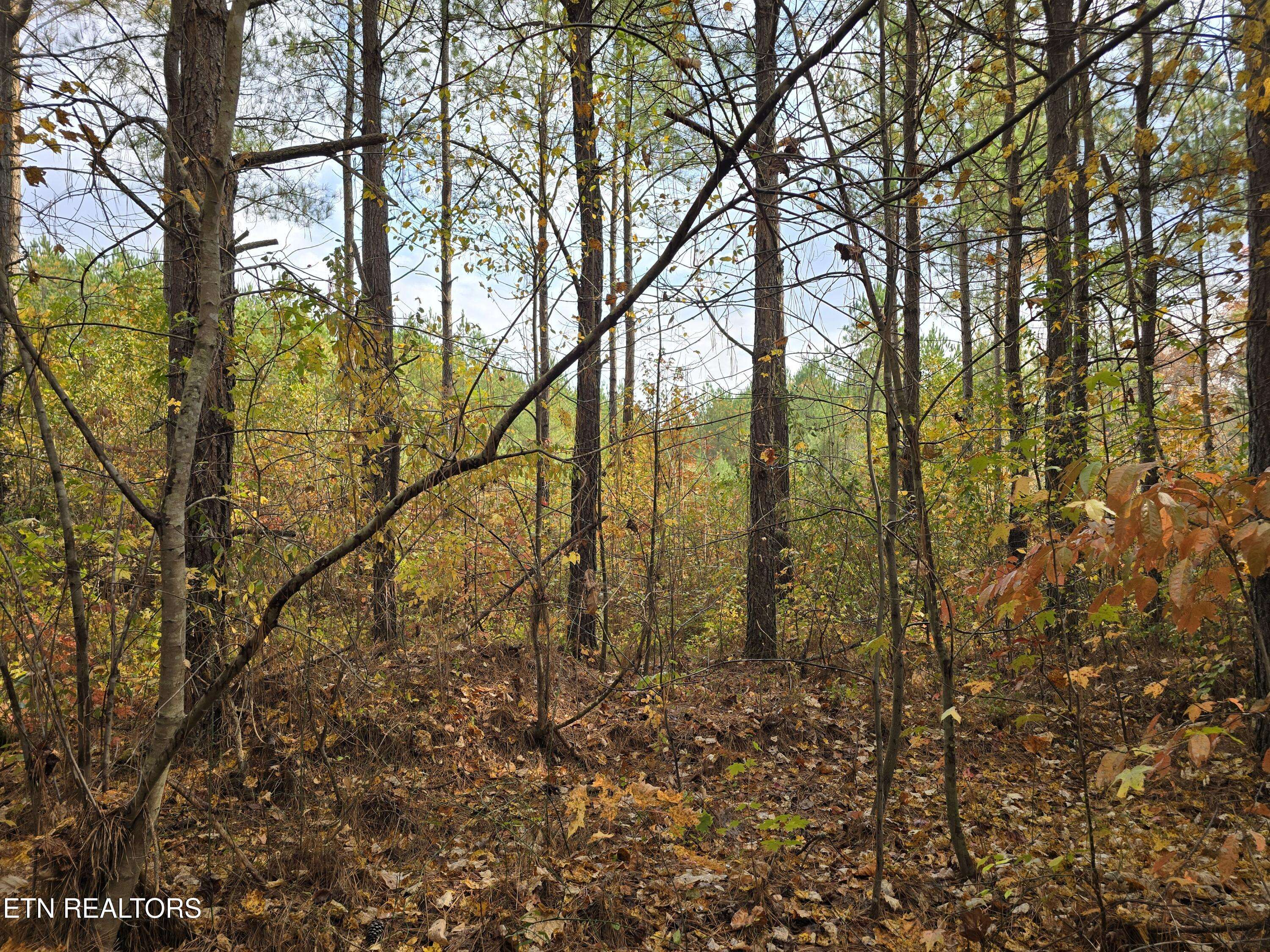 Robbins, TN 37852,Lot 2 Robbins Rd