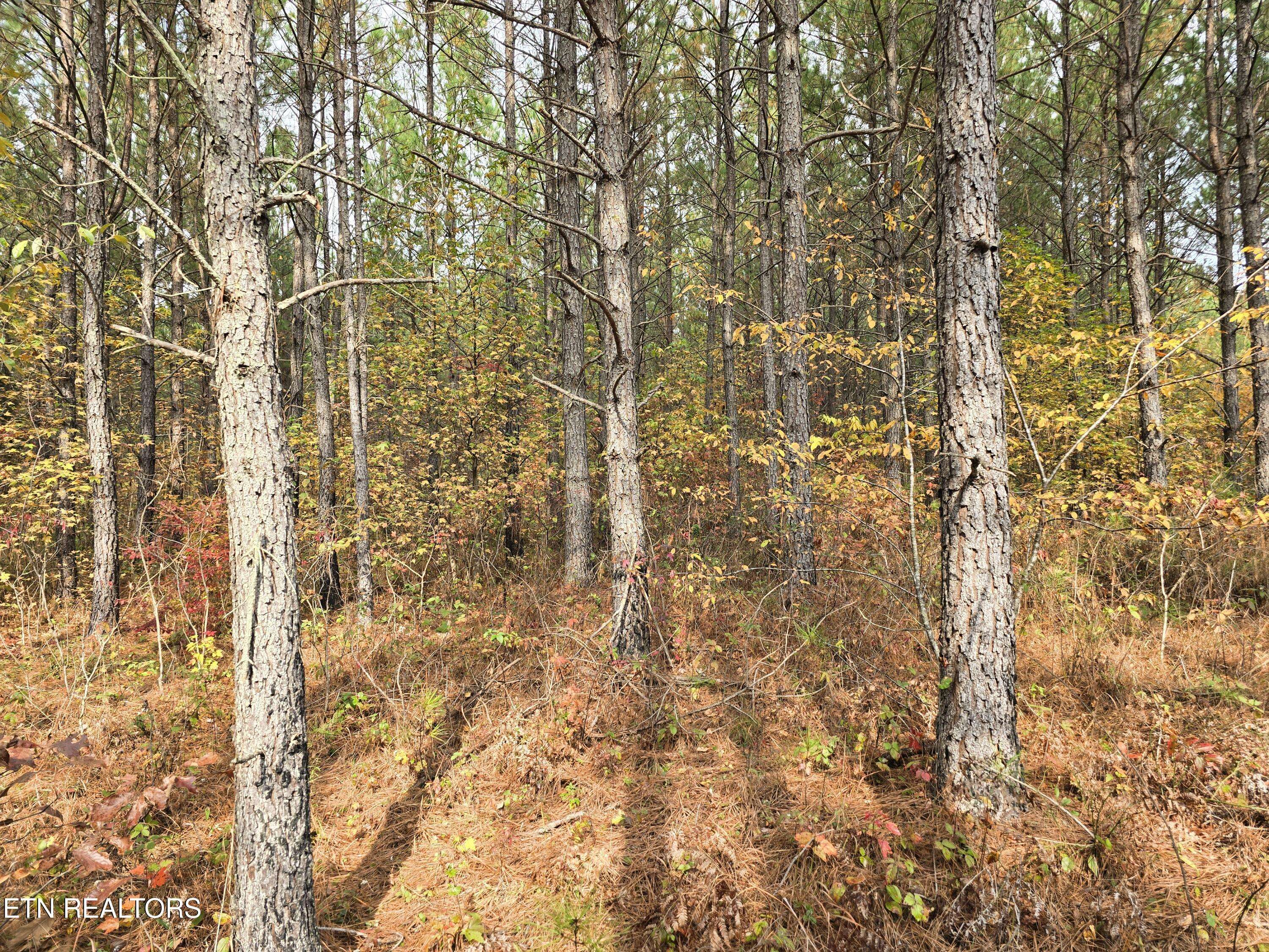 Robbins, TN 37852,Lot 4 Robbins Rd