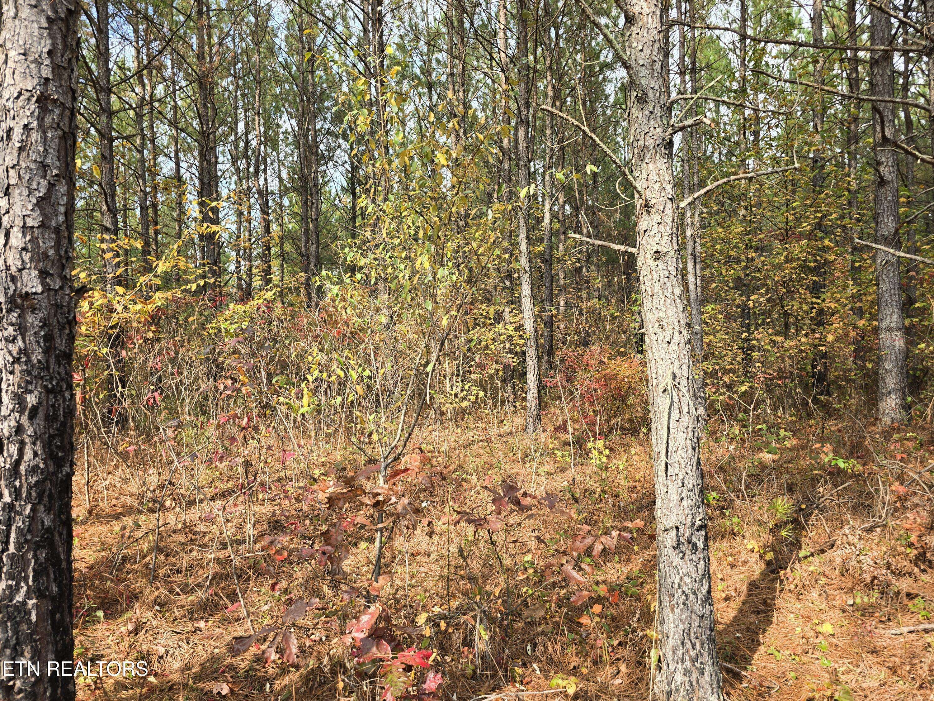 Robbins, TN 37852,Lot 4 Robbins Rd