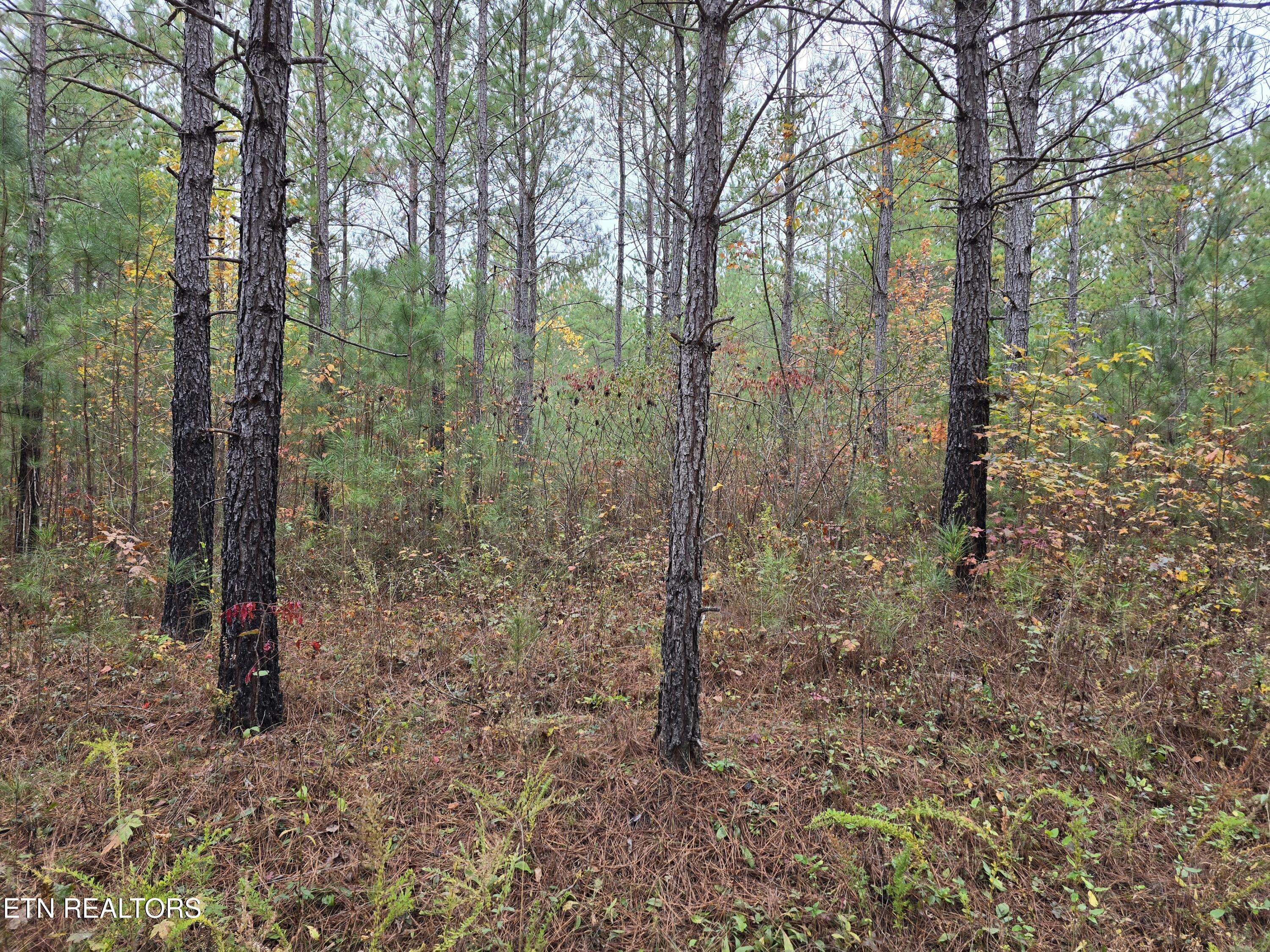 Robbins, TN 37852,Lot 8 Everette LN