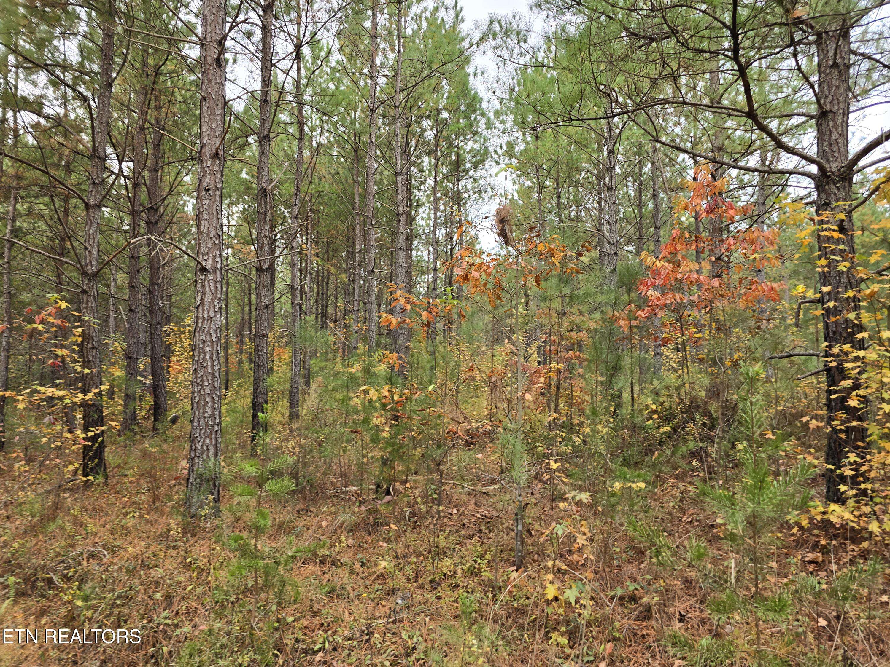 Robbins, TN 37852,Lot 8 Everette LN