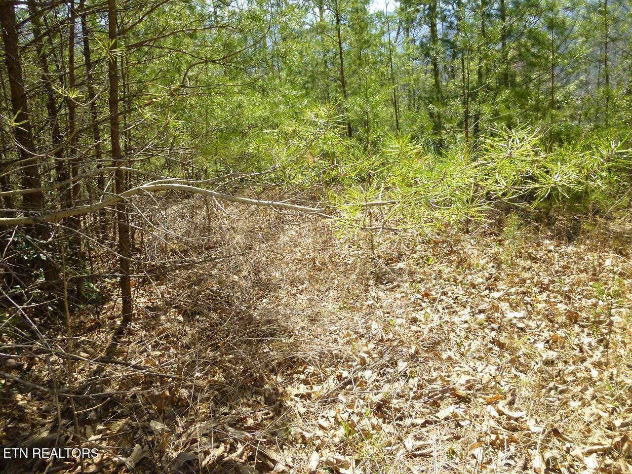 Cosby, TN 37722,Lots 24&25 Sonshine Ridge Rd