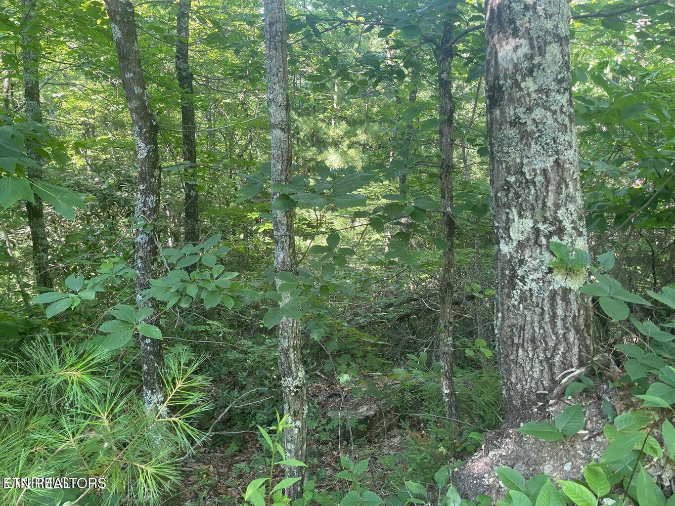 Sevierville, TN 37876,Lot 71 Hazelnut LN