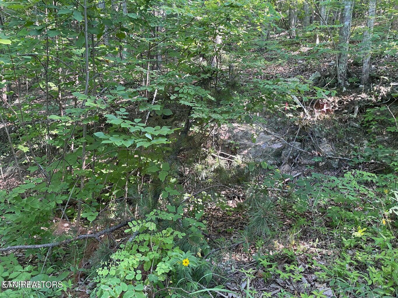 Sevierville, TN 37876,Lot 22 Elderberry DR