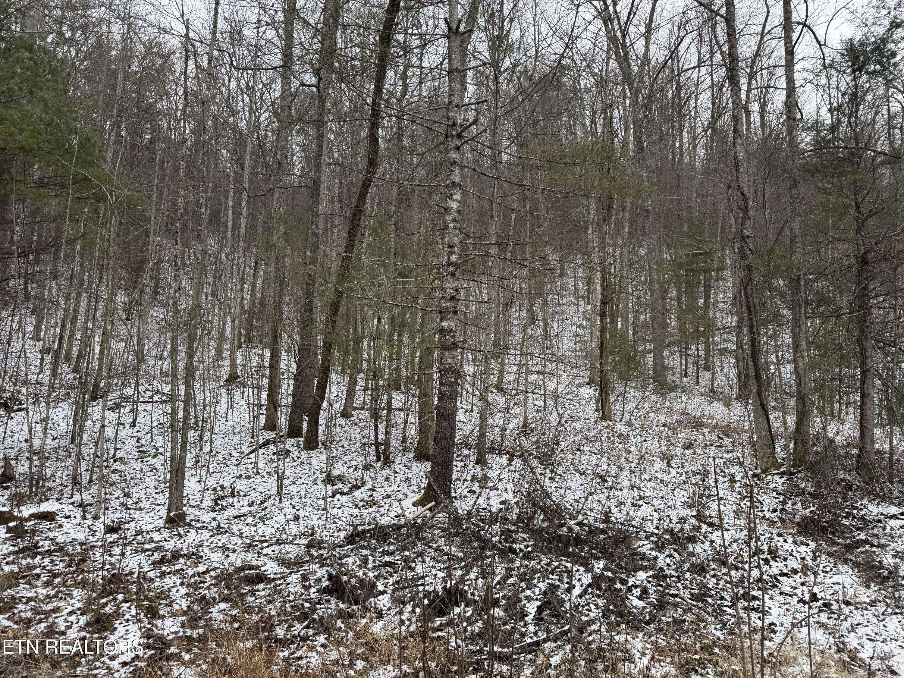 Del Rio, TN 37727,Sugar Maple Way lot 44