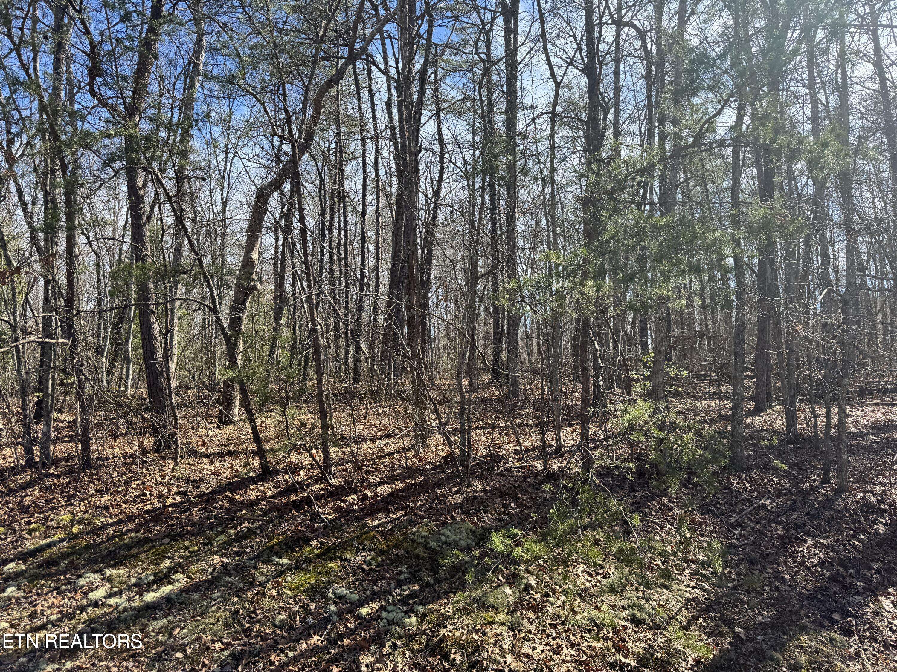 Monterey, TN 38574,N Laurel LOOP