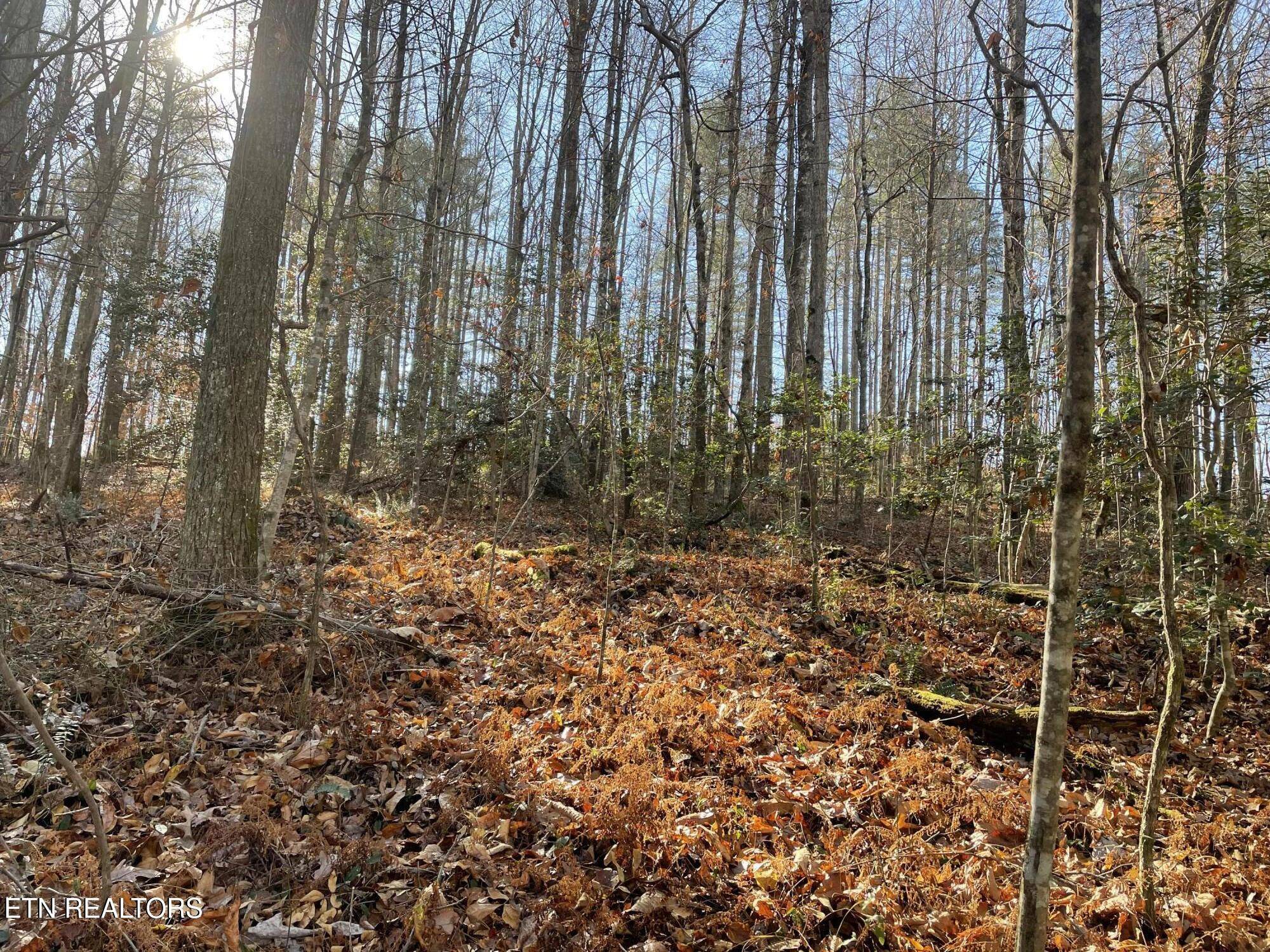 Oakdale, TN 37829,Oakdale Piney Rd