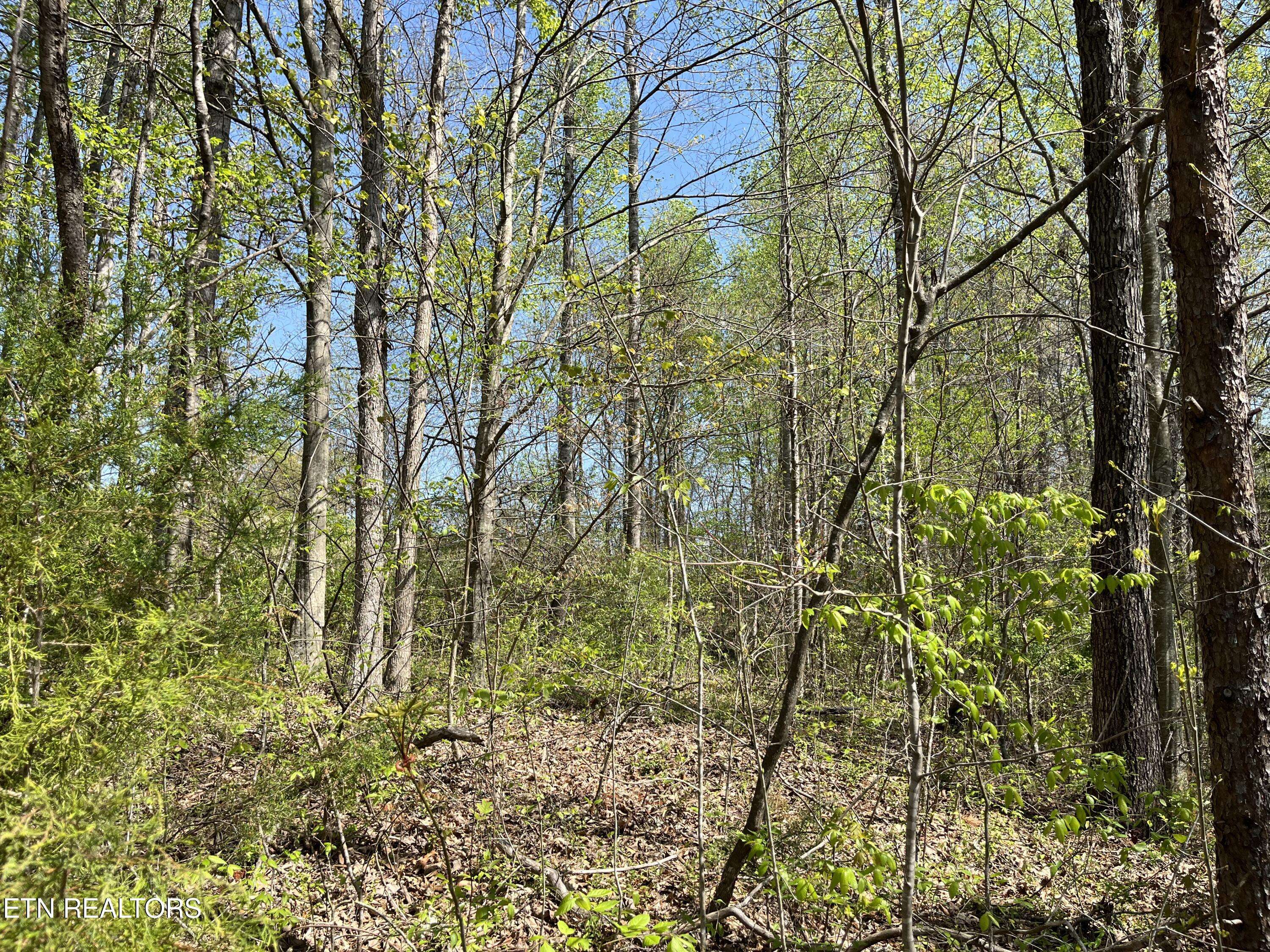 Tellico Plains, TN 37385,1.01 AC Fairview Rd