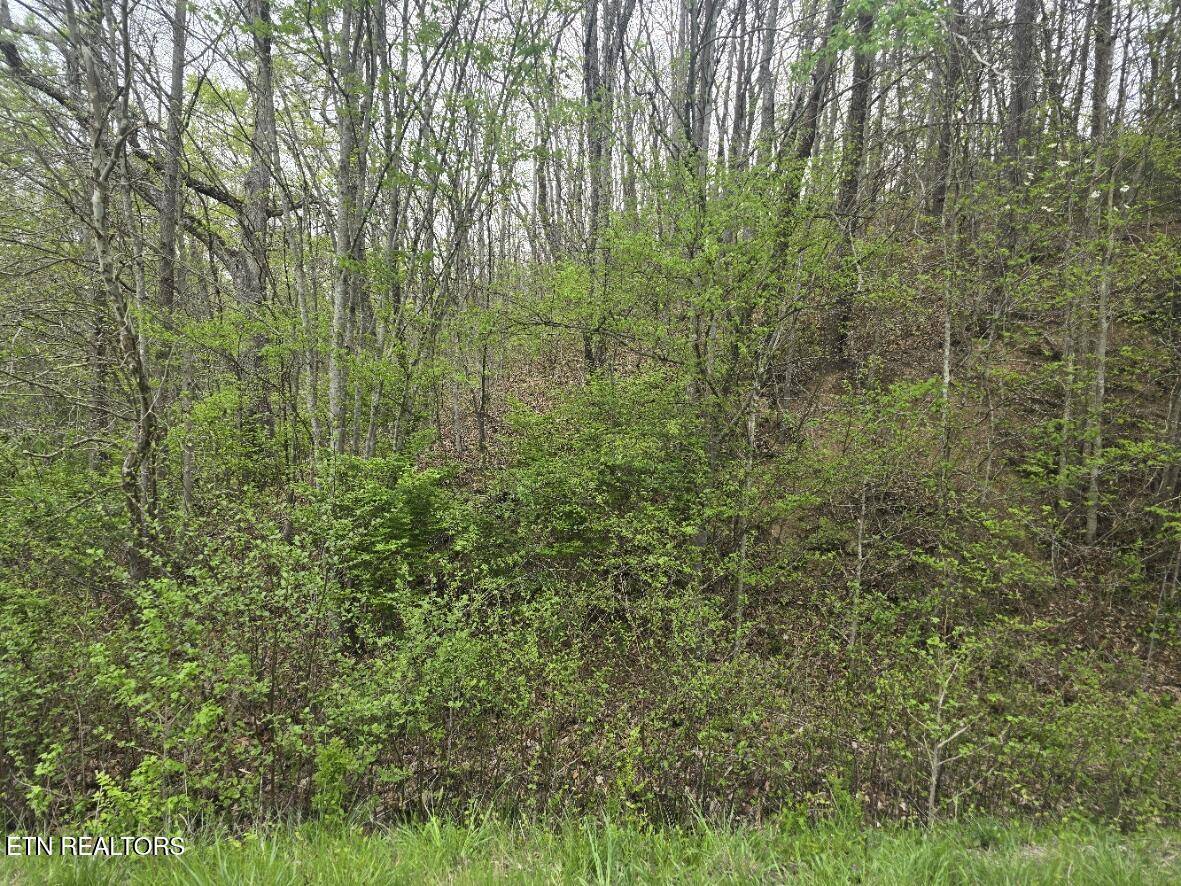 Oneida, TN 37841,Paint Rock Rd