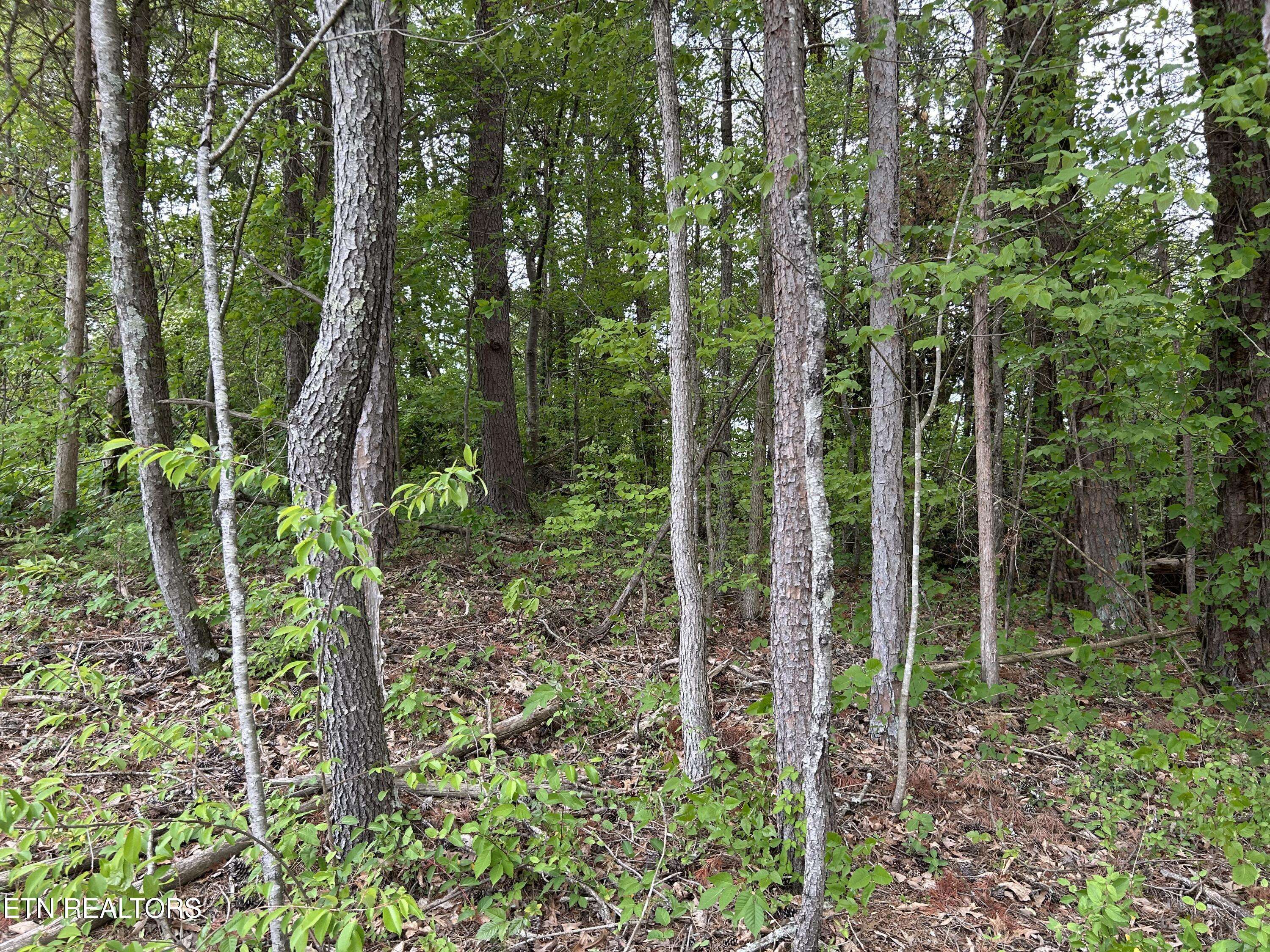 Dandridge, TN 37725,Battlefield Drive