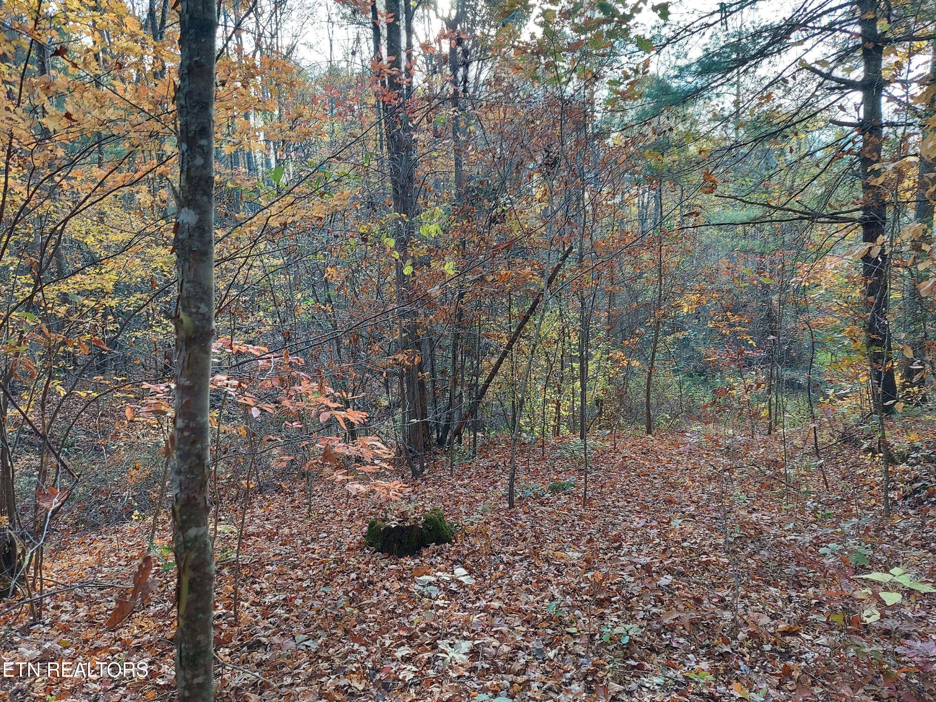 Del Rio, TN 37727,1.76 Acres Sugar Maple WAY
