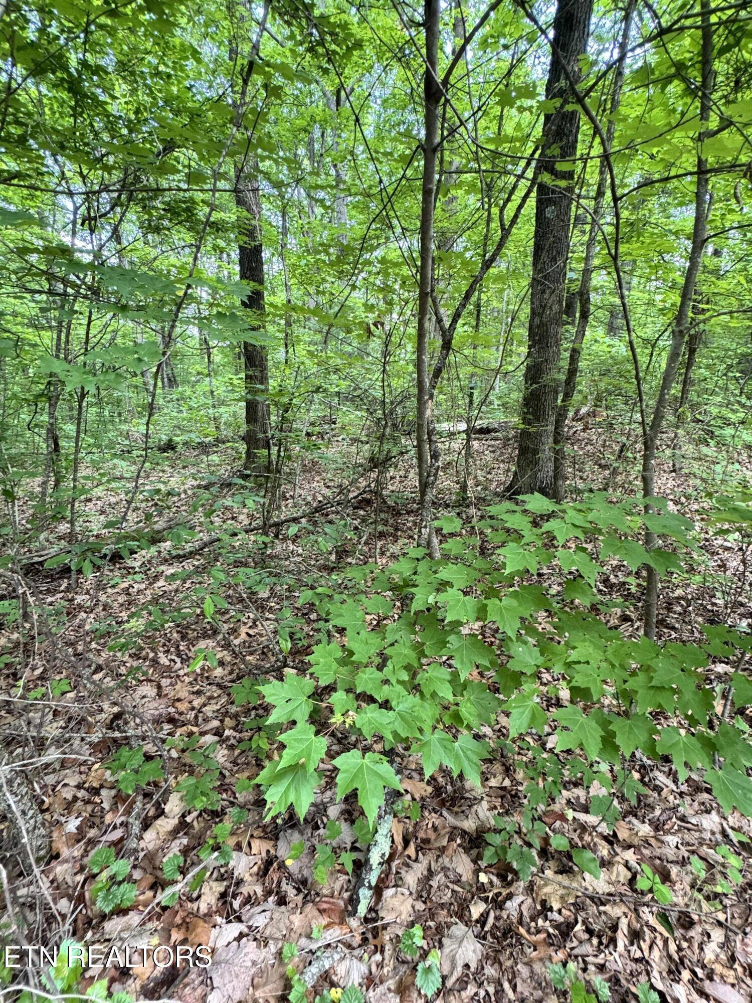 Seymour, TN 37865,Prettiest Sunset Lot #4 WAY