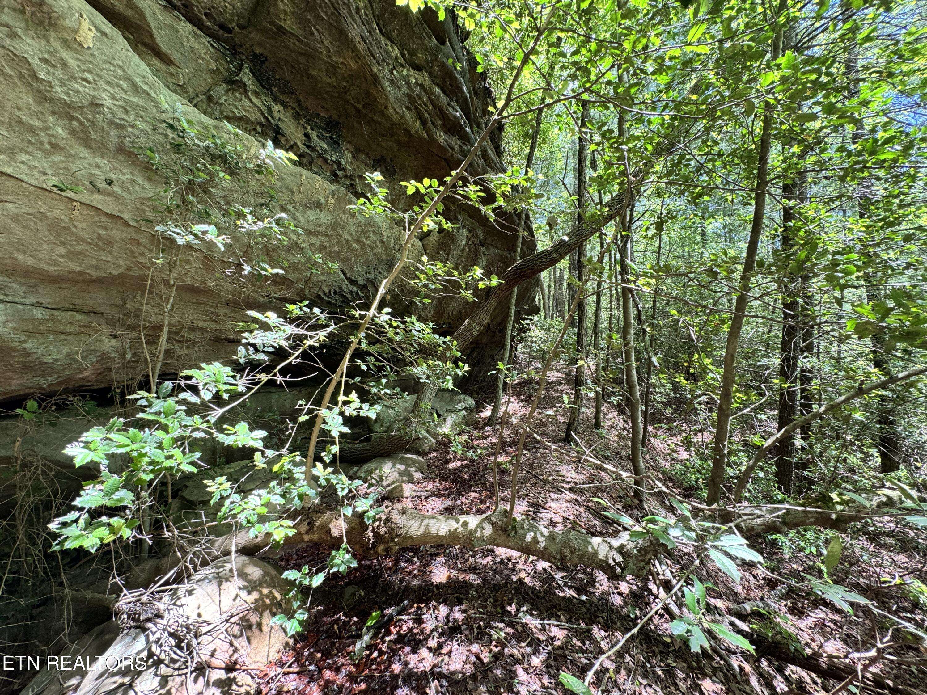 Oneida, TN 37841,Bear Hollow Rd
