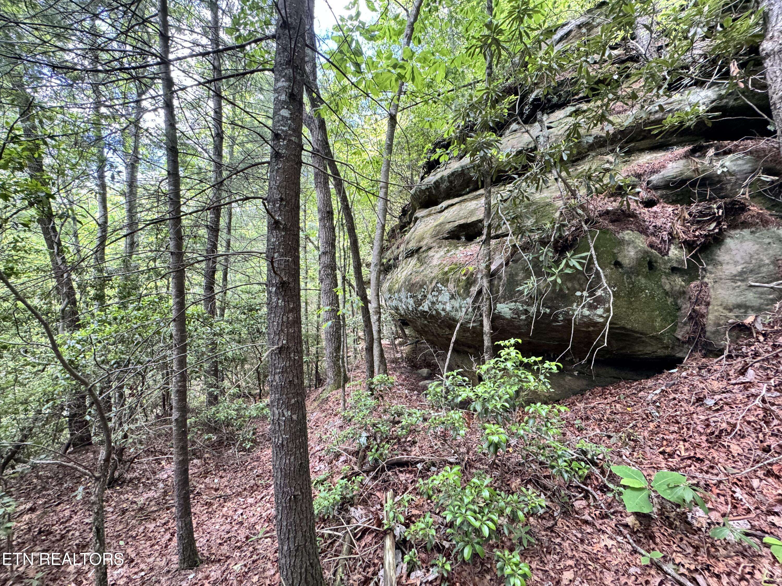 Oneida, TN 37841,Bear Hollow Rd