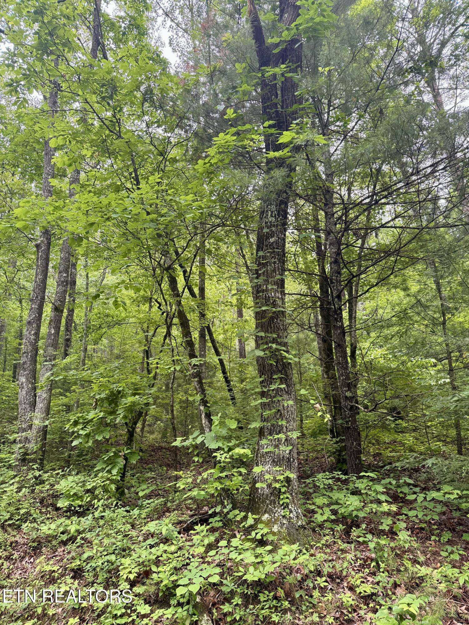 Tellico Plains, TN 37385,836 Steer Creek Rd