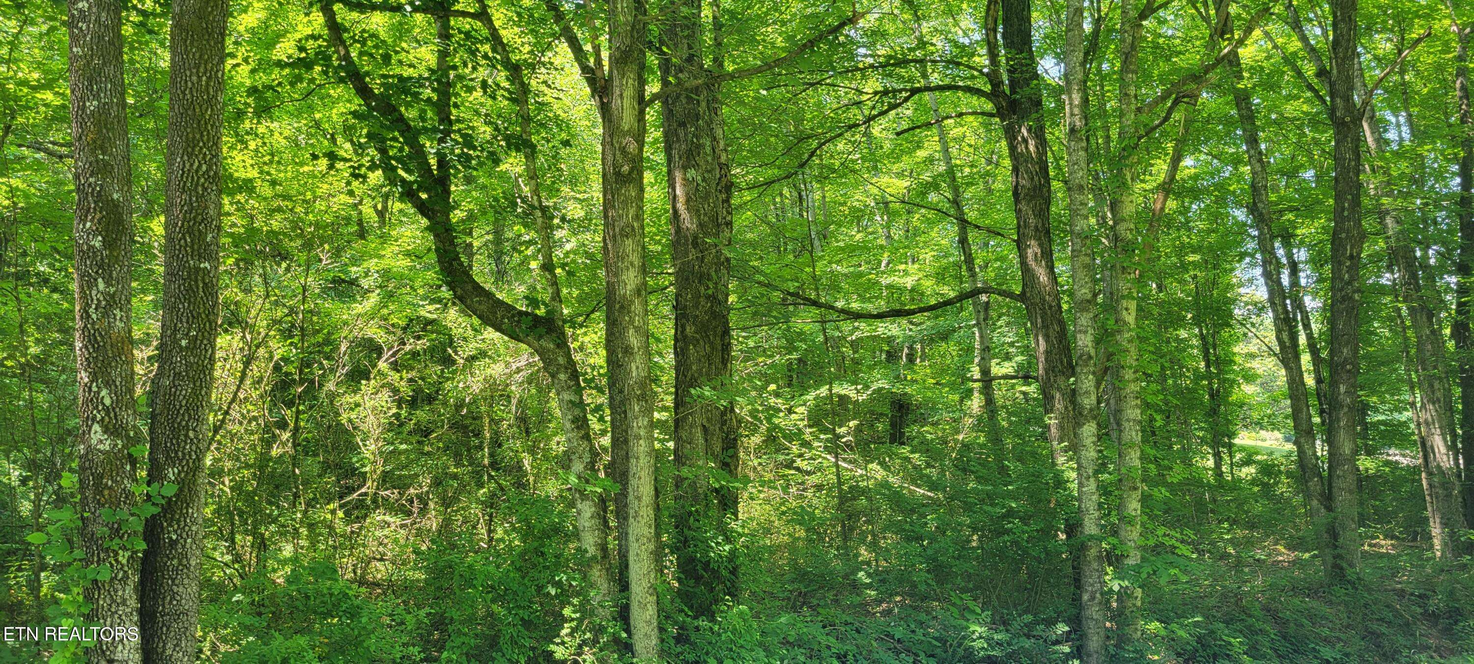 Tellico Plains, TN 37385,Unicoi Church Rd