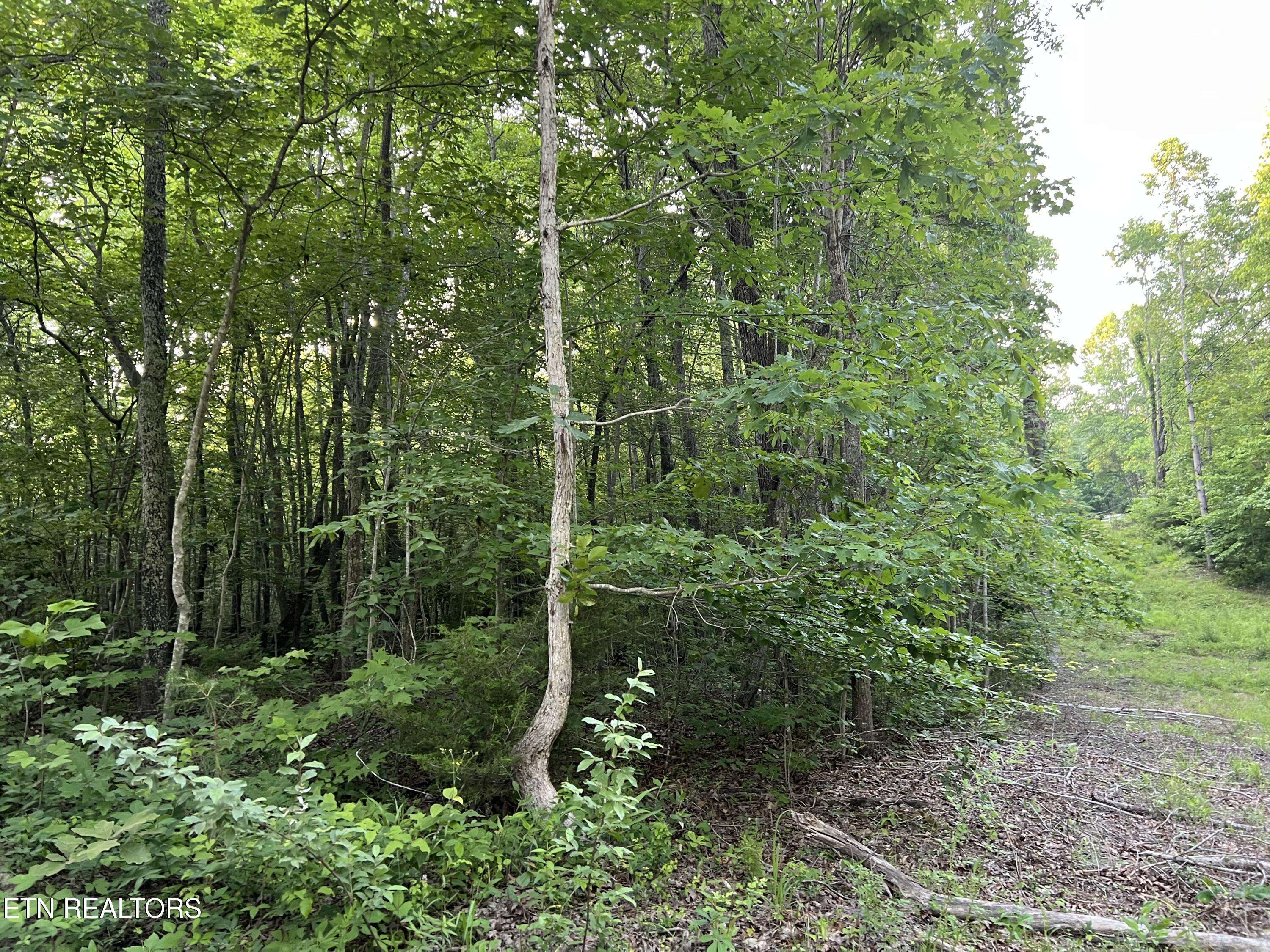 Sunbright, TN 37872,Carson Town Rd