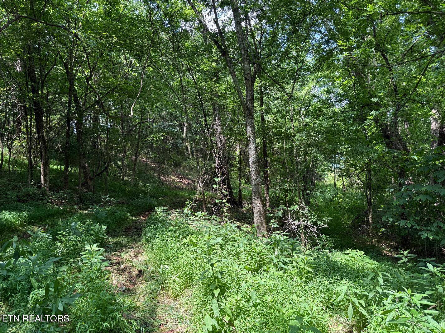 Maryville, TN 37804,Nails Creek Rd. Tract 1