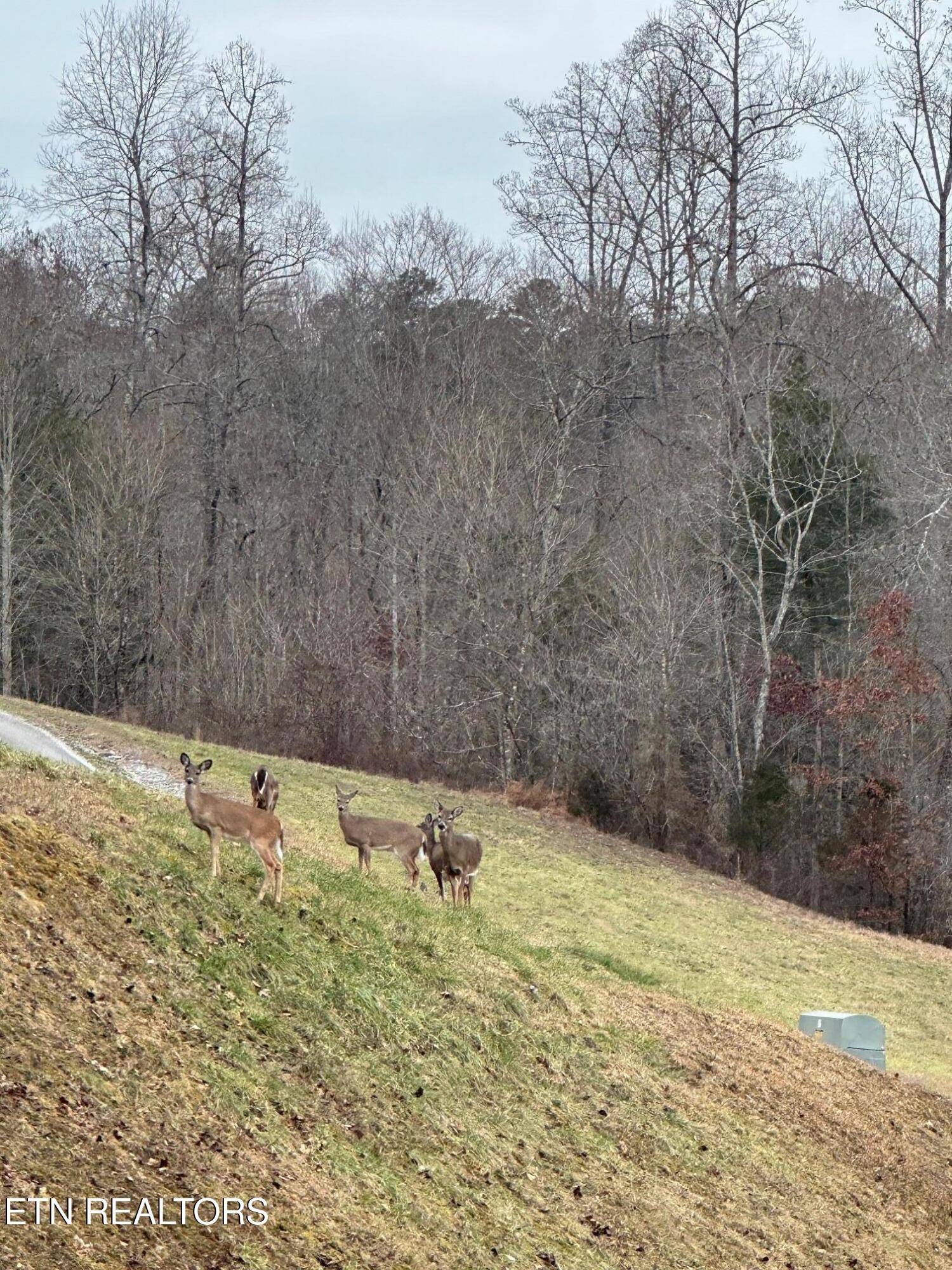 Lafollette, TN 37766,501 Cedar Gate LN