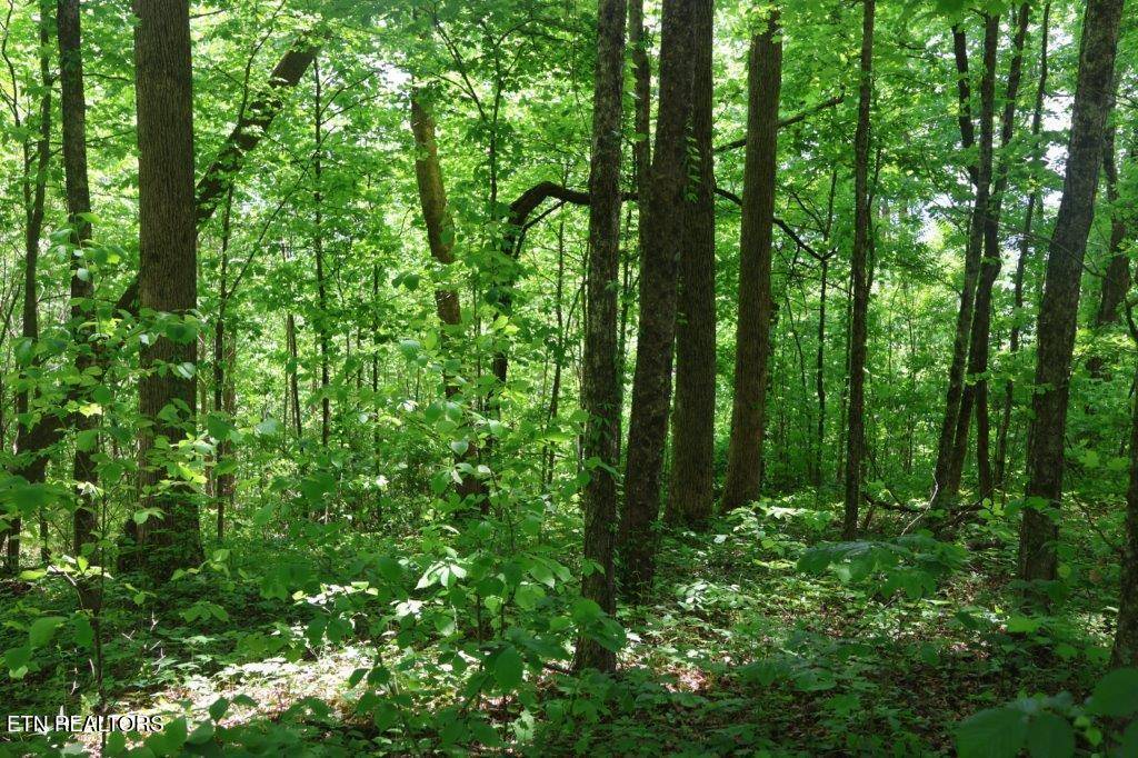 Jamestown, TN 38556,Crab Mountain Rd