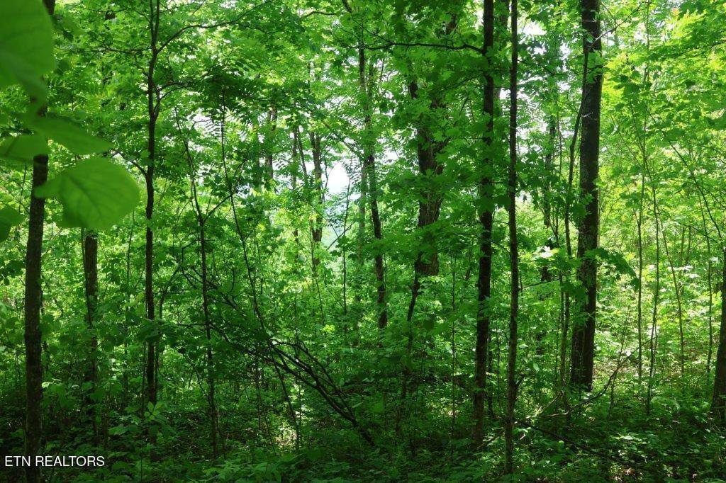 Jamestown, TN 38556,Crab Mountain Rd
