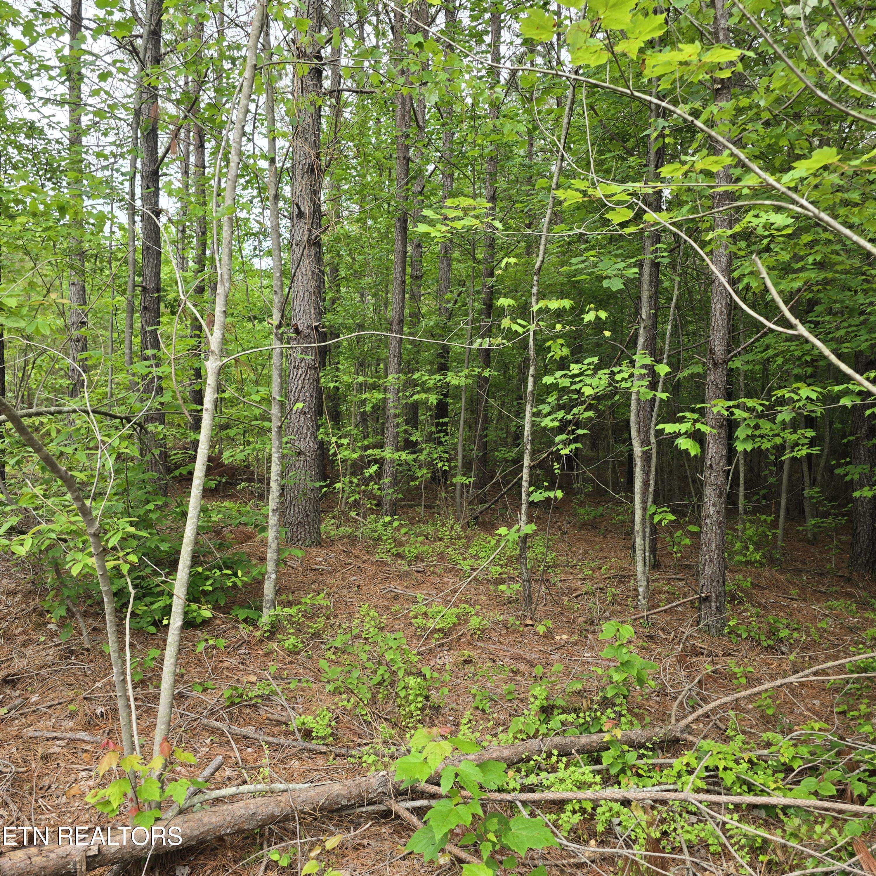 Robbins, TN 37852,Lot 14 Holly Woods