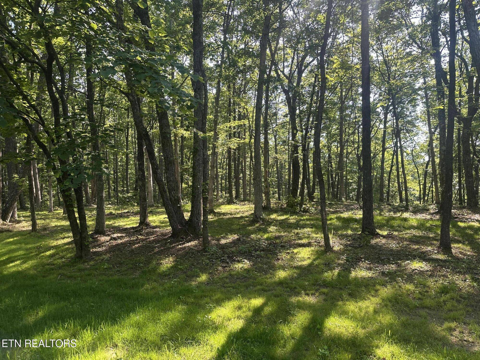 Crab Orchard, TN 37723,Running Deer