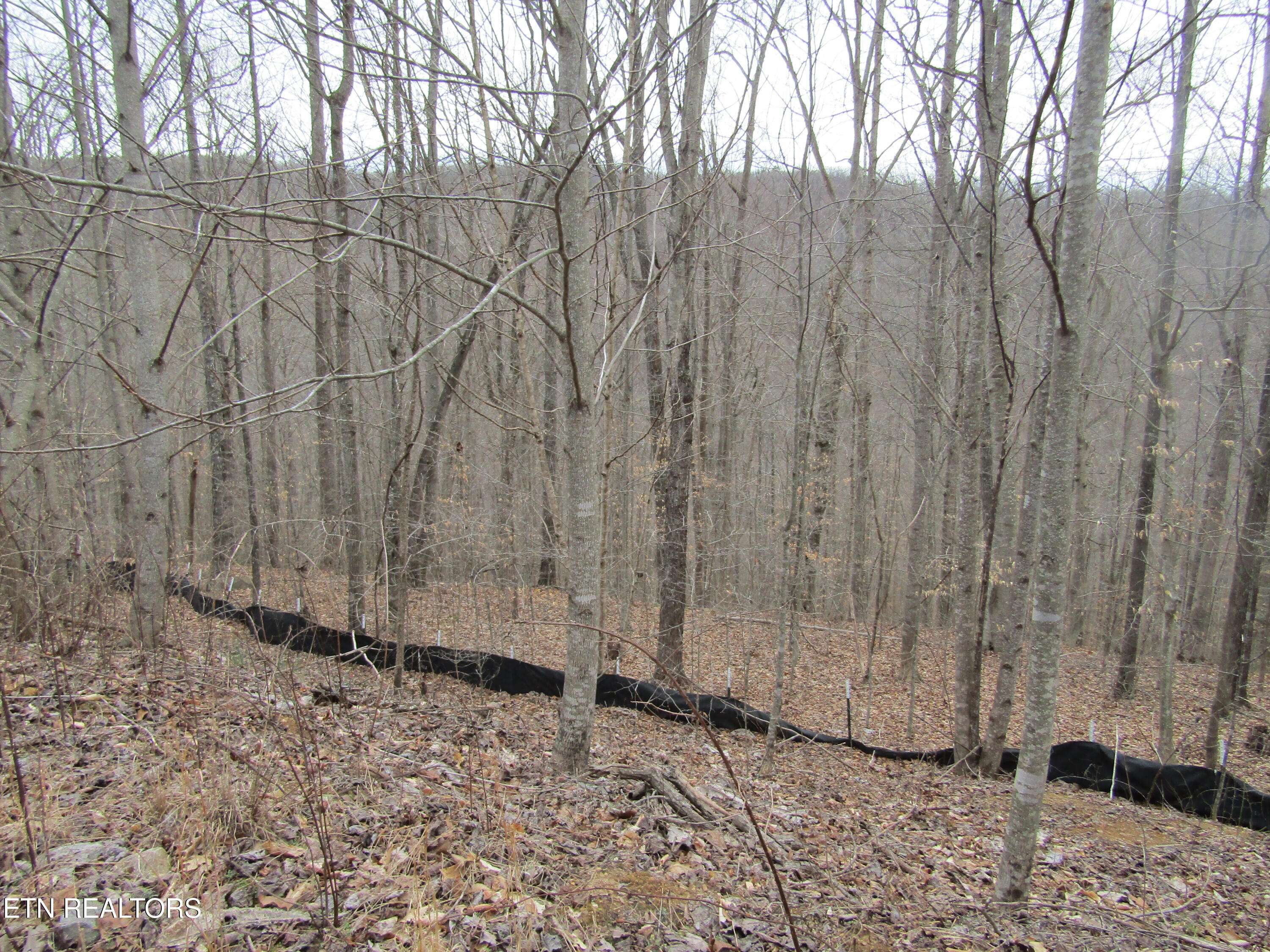 Wilder, TN 38589,Lot 60 Bobcat Lane