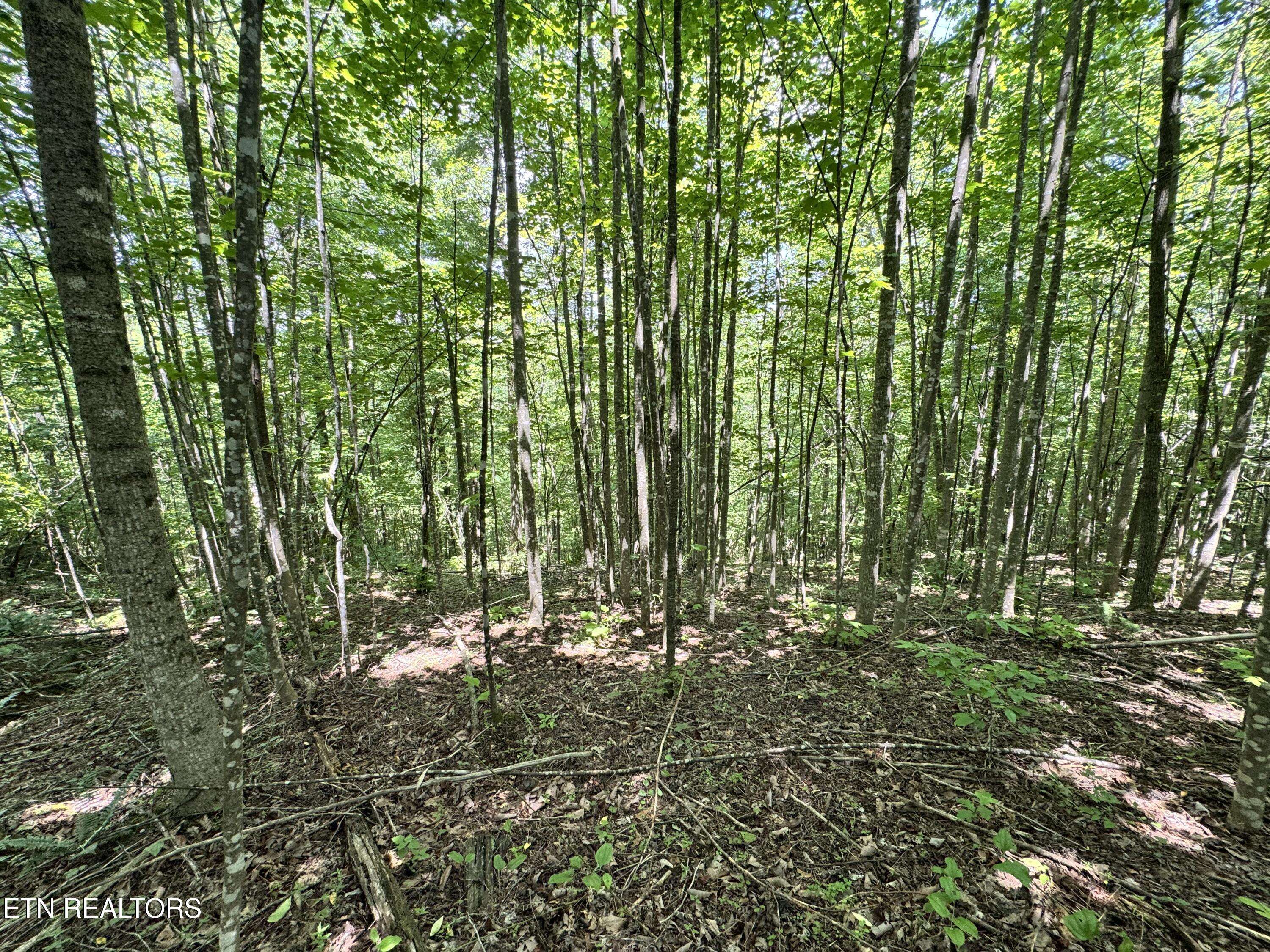 Crawford, TN 38554,Key Ridge Lane