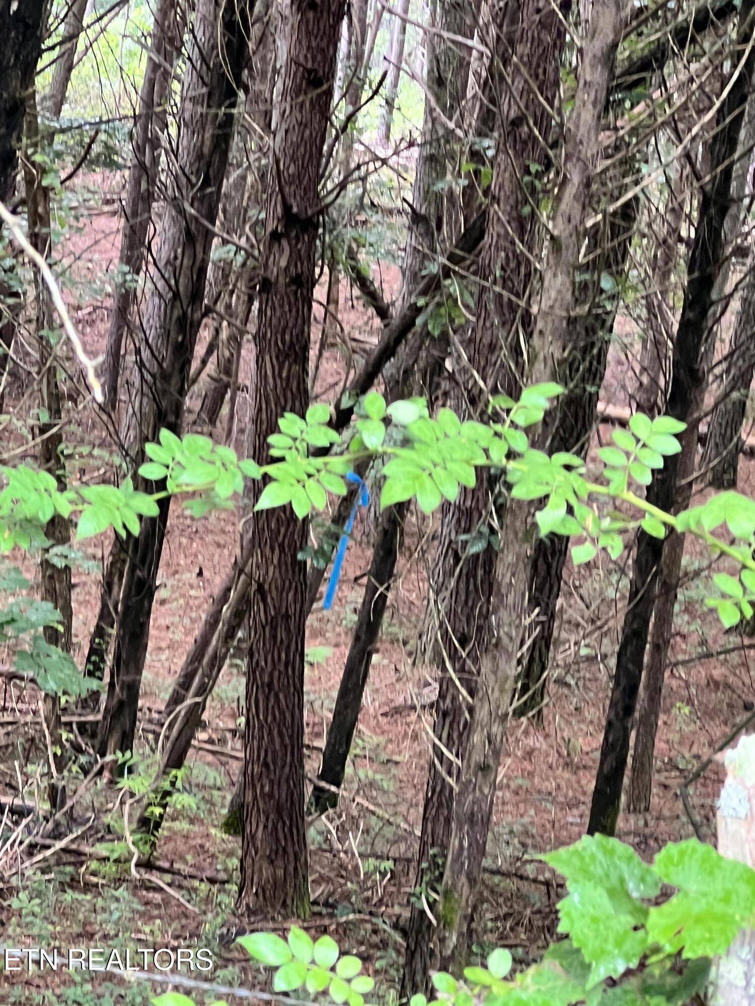 Decatur, TN 37322,Lot 10 Wiley Prigmore LN
